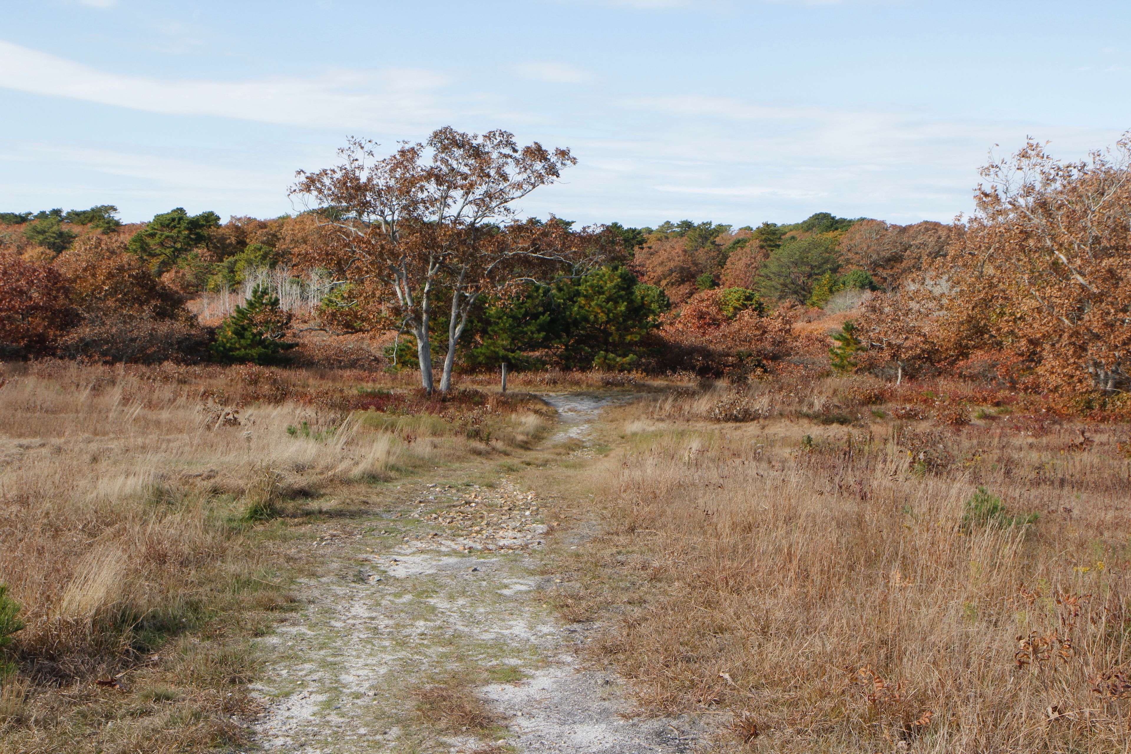 fall view of path