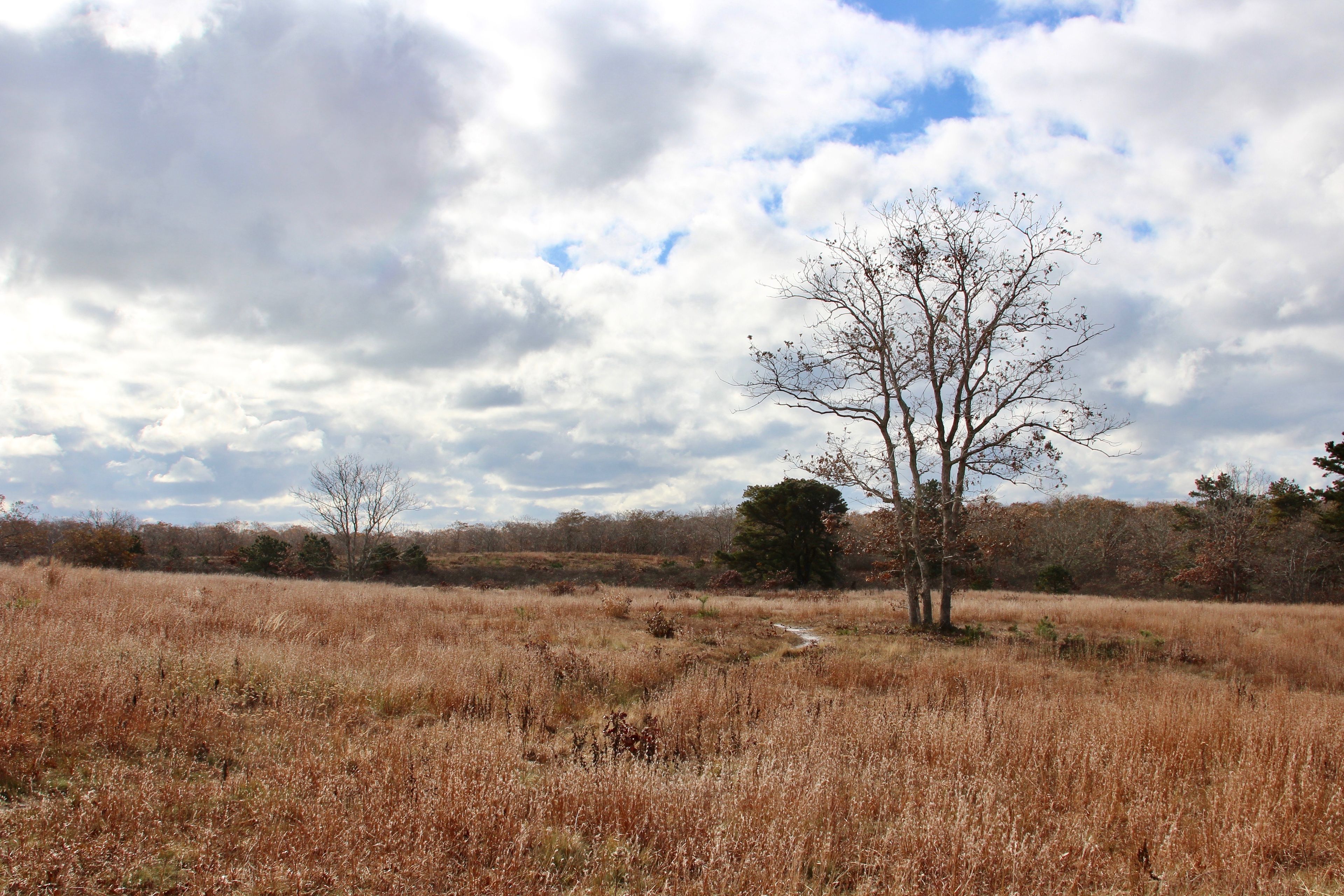 late fall view from path