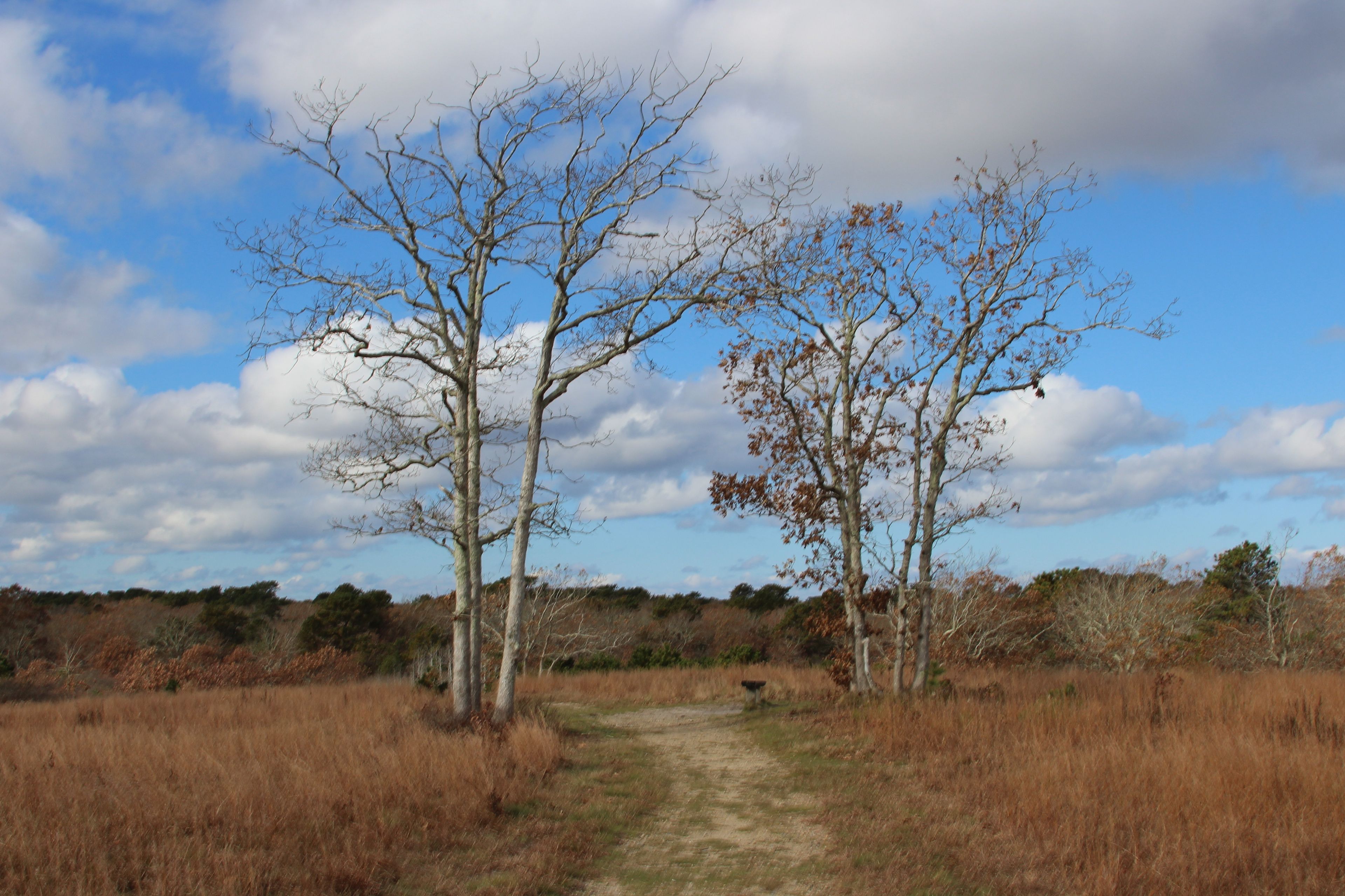 late fall view of path