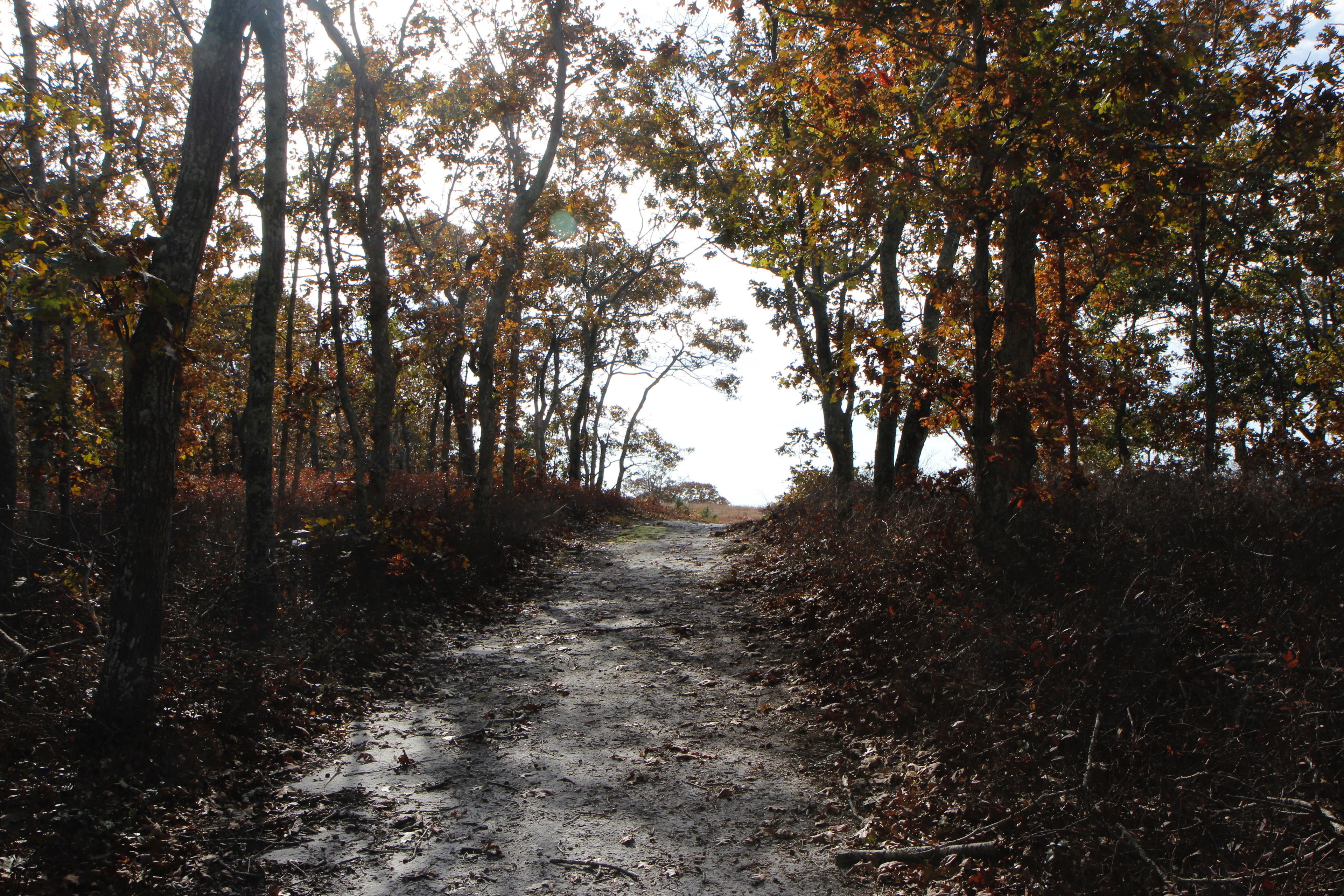 sandy trail into Preserve