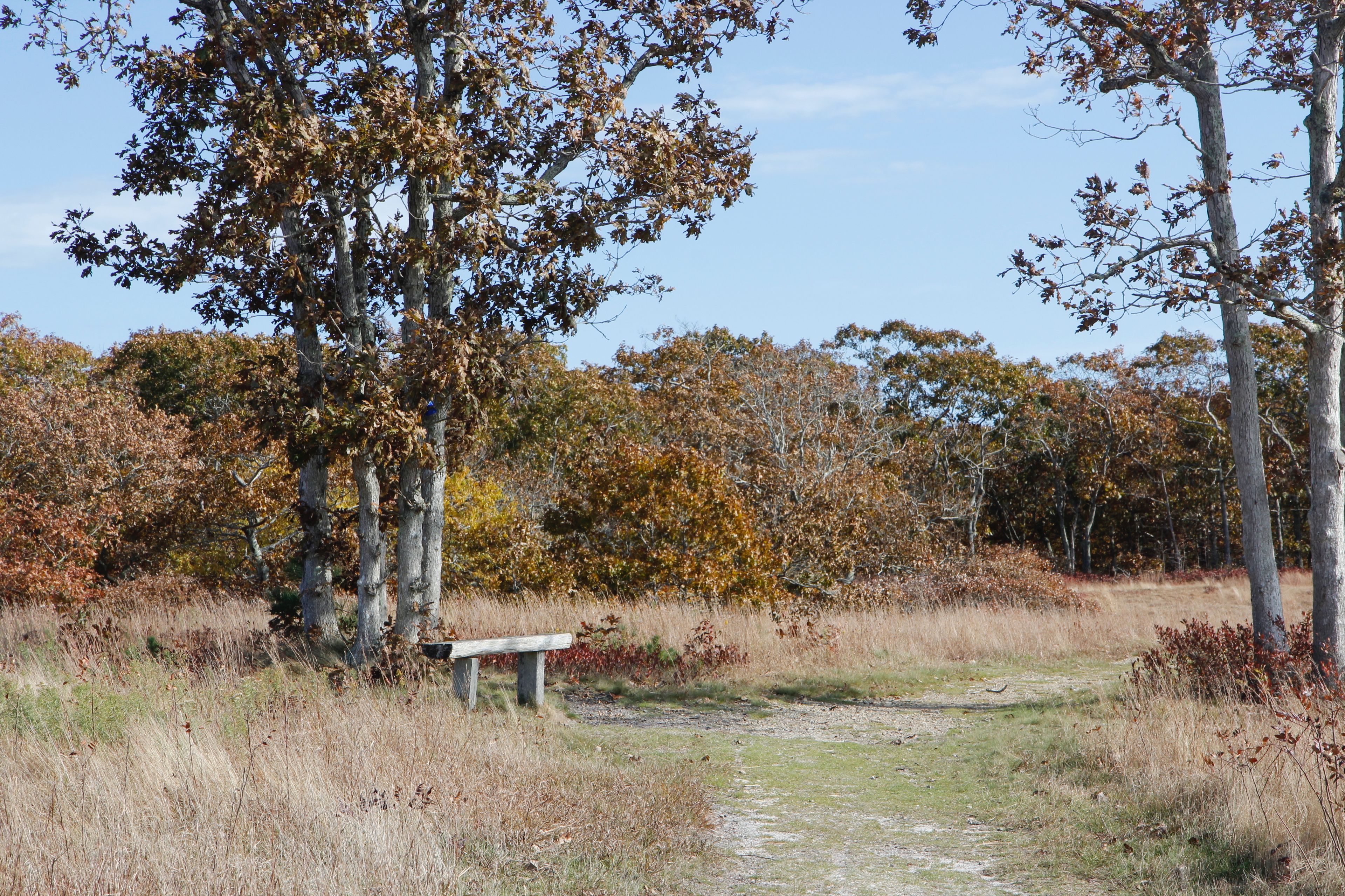 fall view