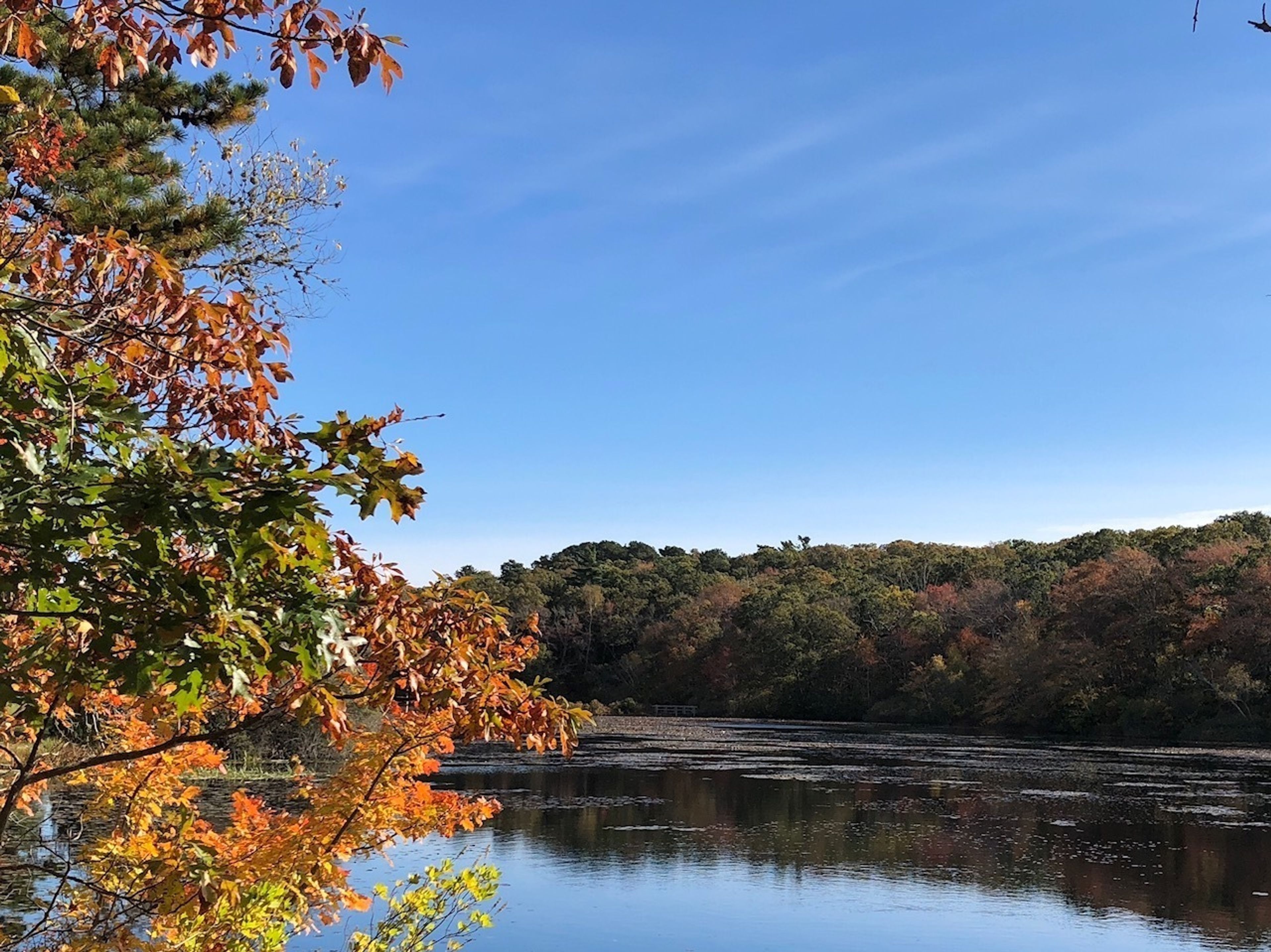 Fall view of pond