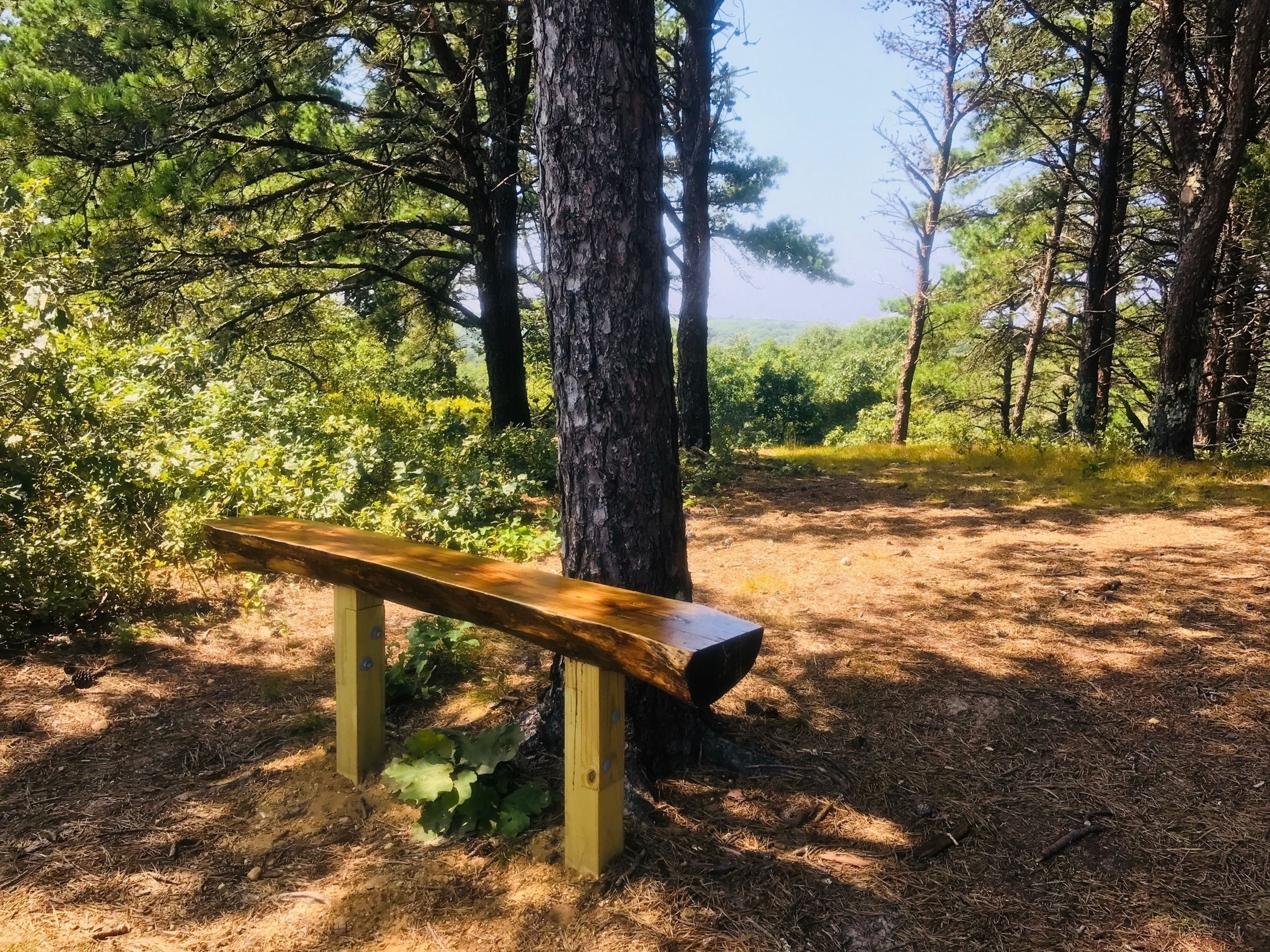 New Bench