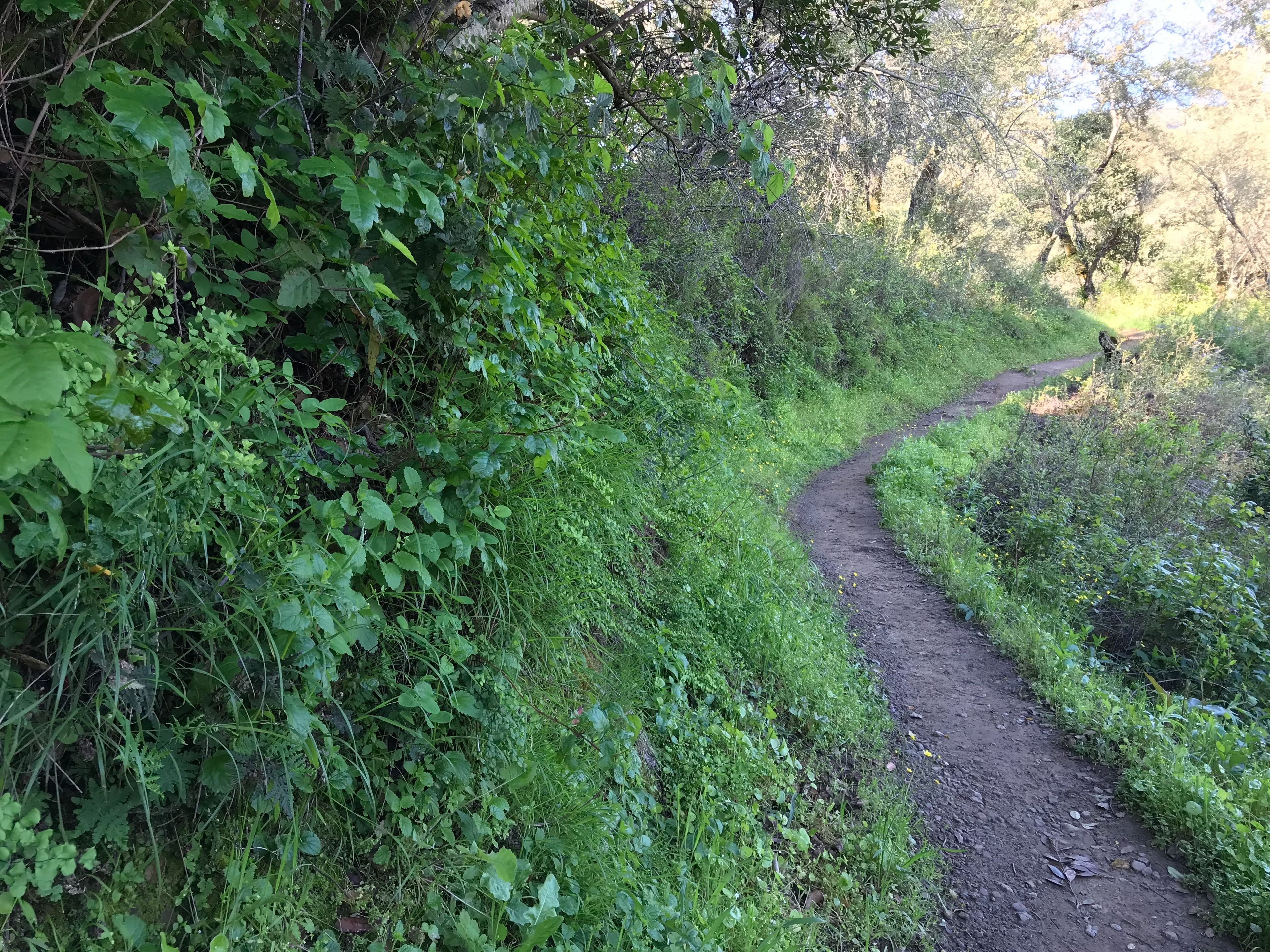 Stevens Creek County Park, CA