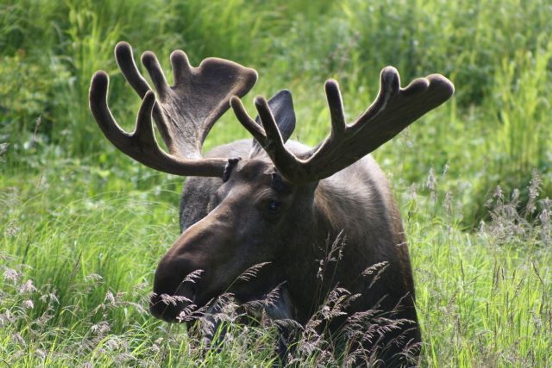 Moose ~ Nancy Lake State Recreation Area