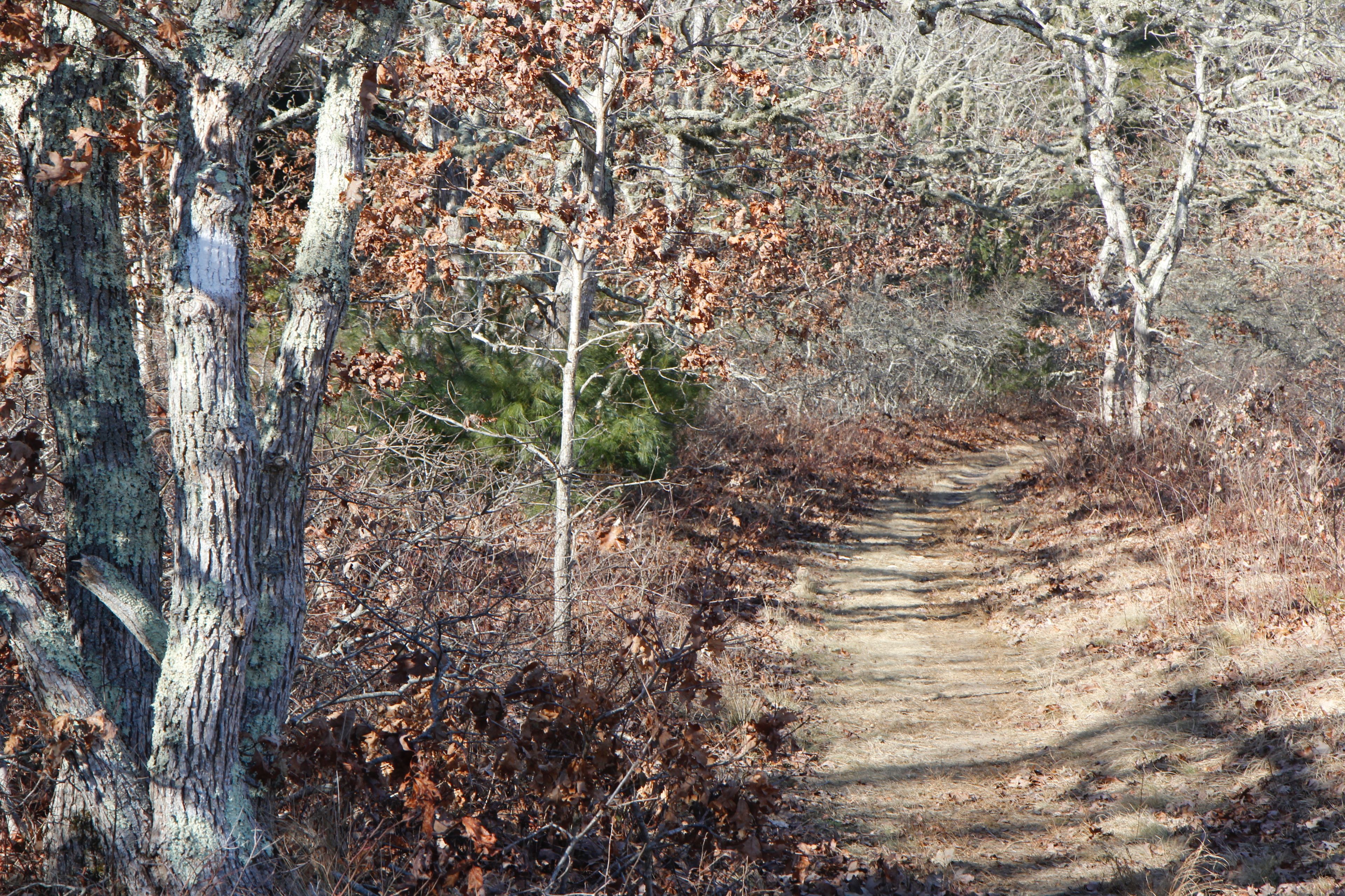 sandy trail