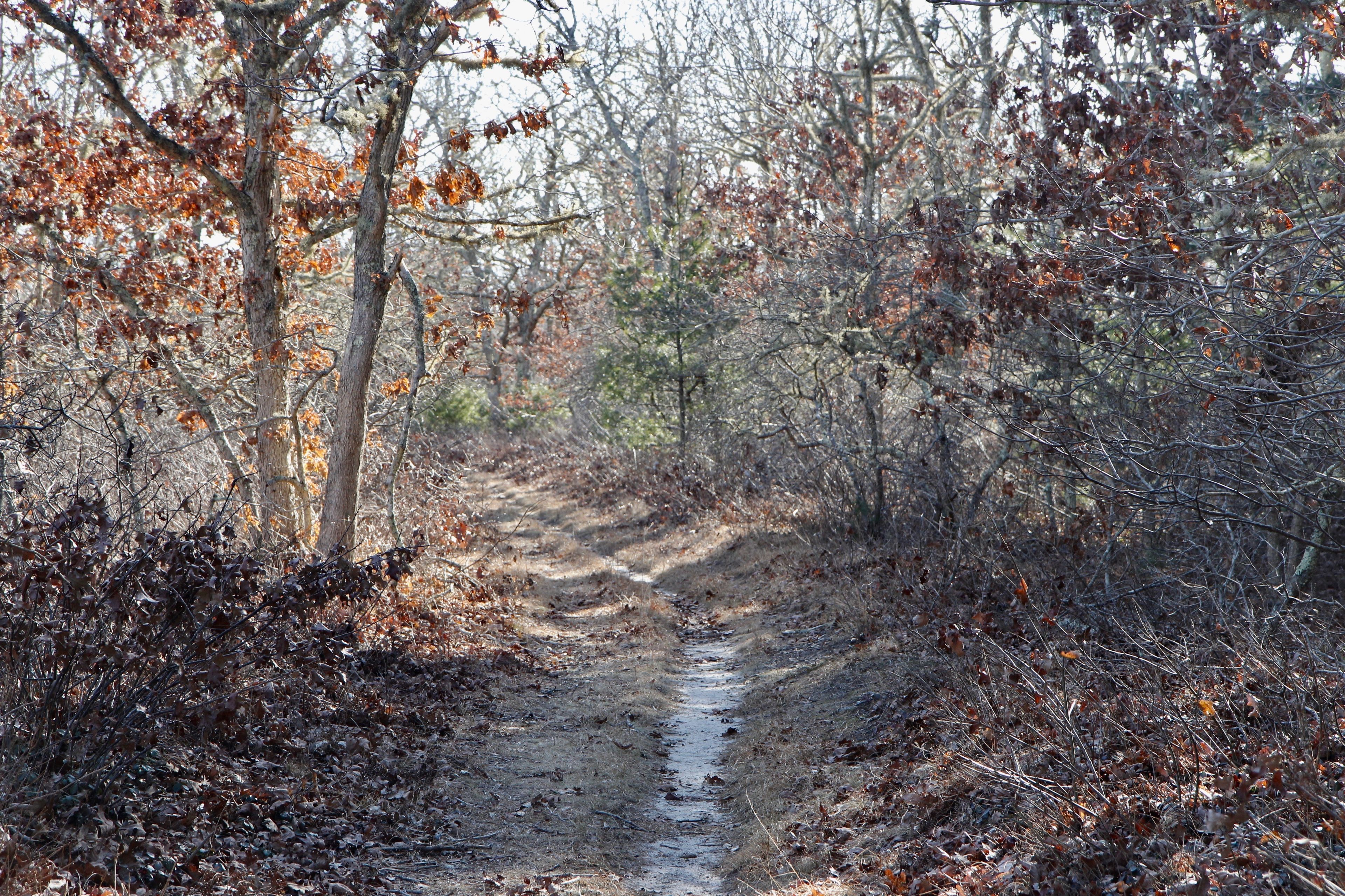 sandy trail