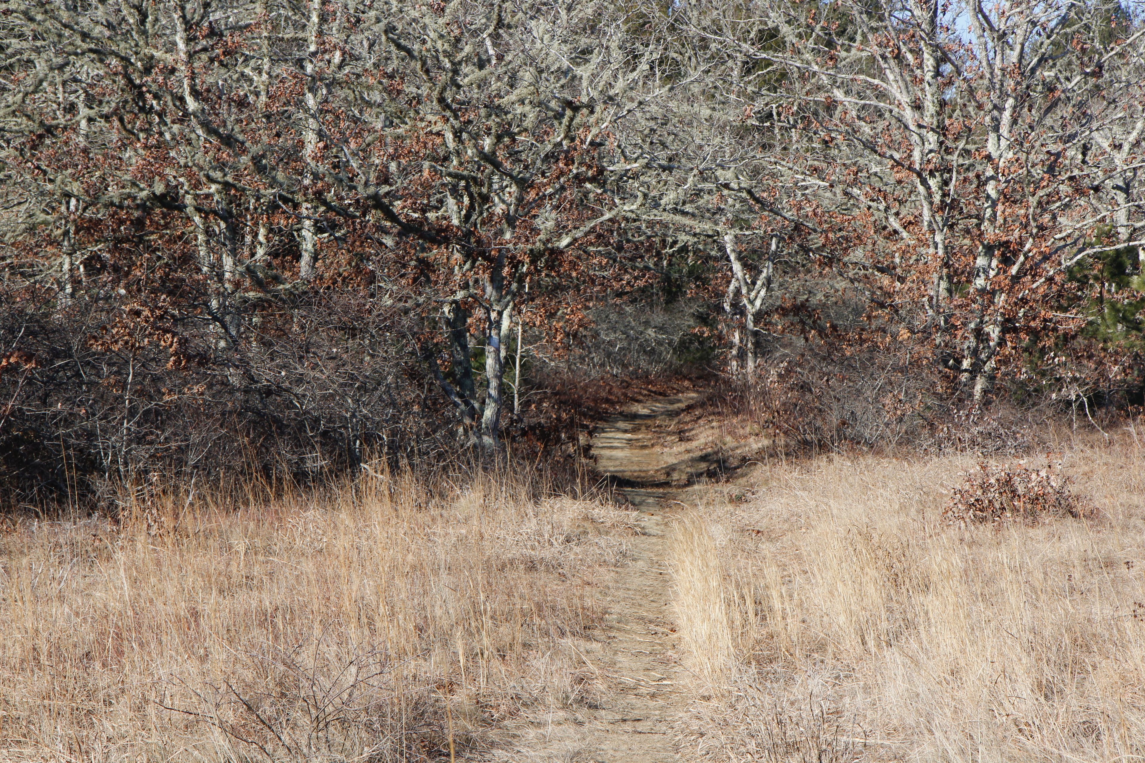 path near intersection with Fire Trail 12