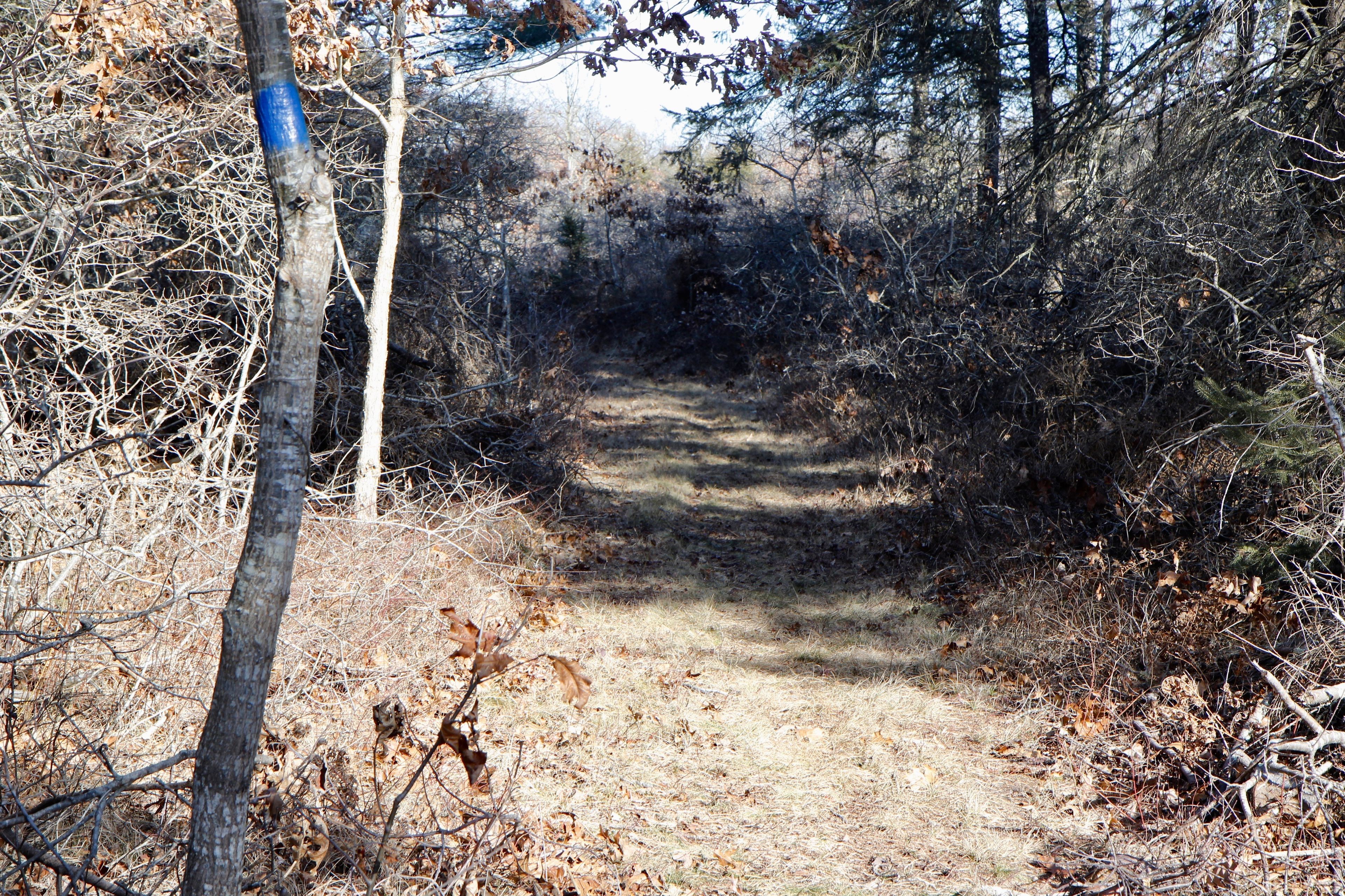 grassy path through forest