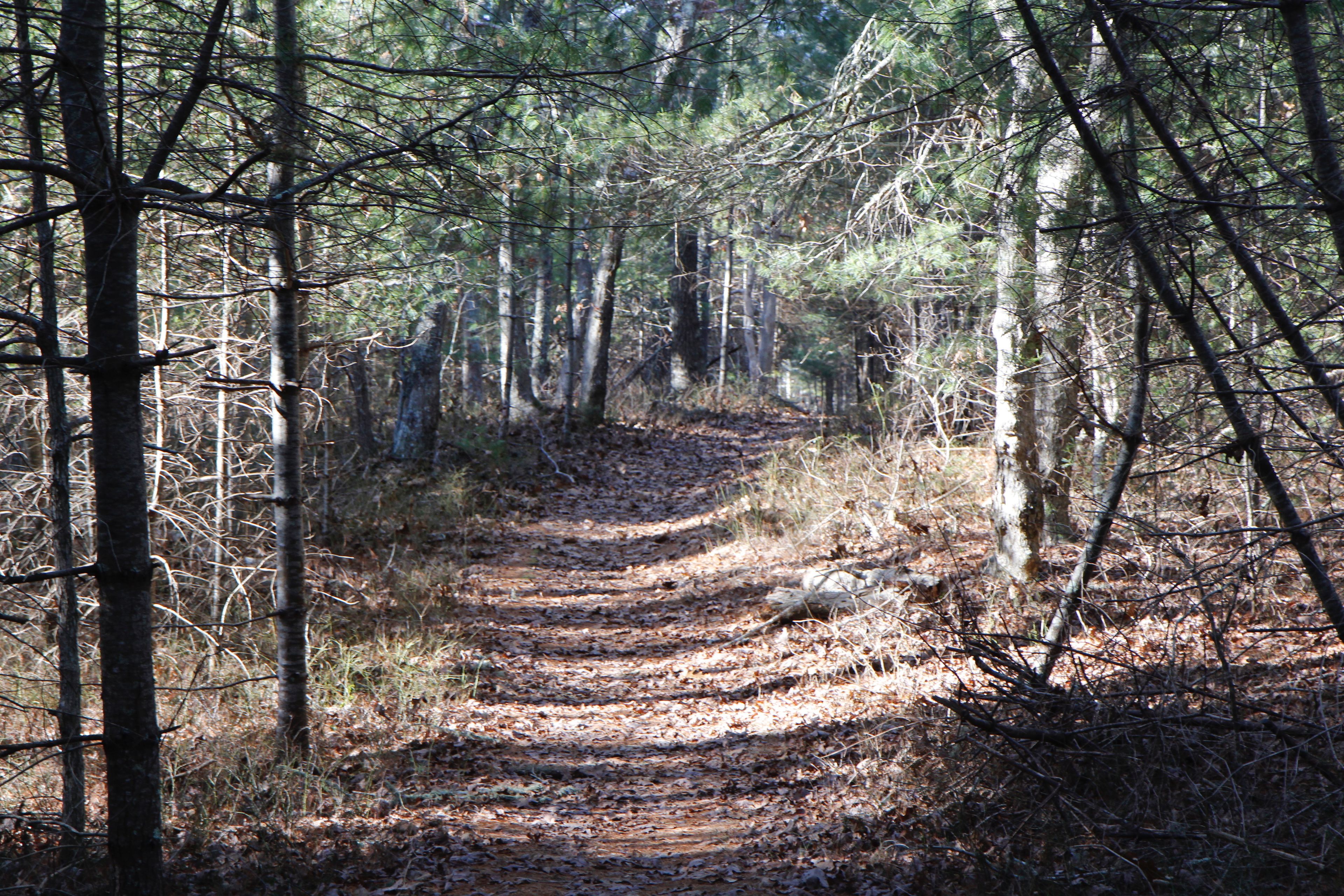 woods trail