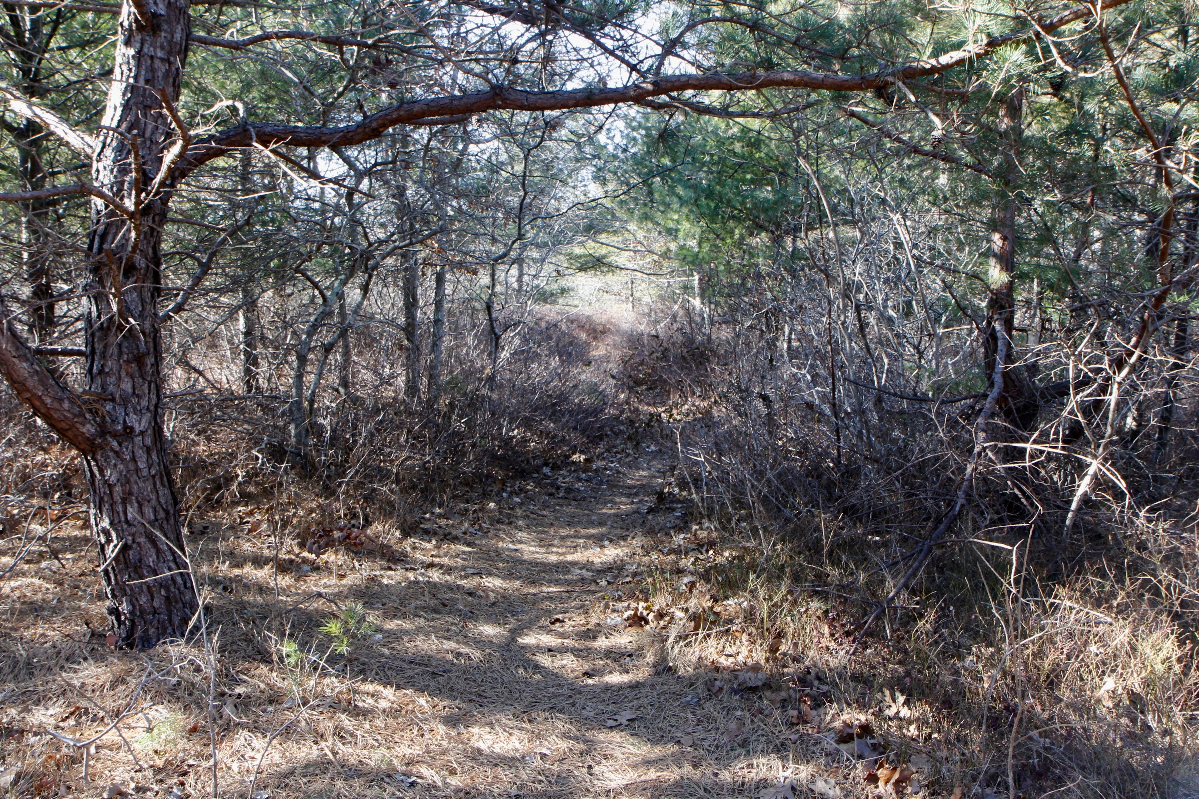 woods path