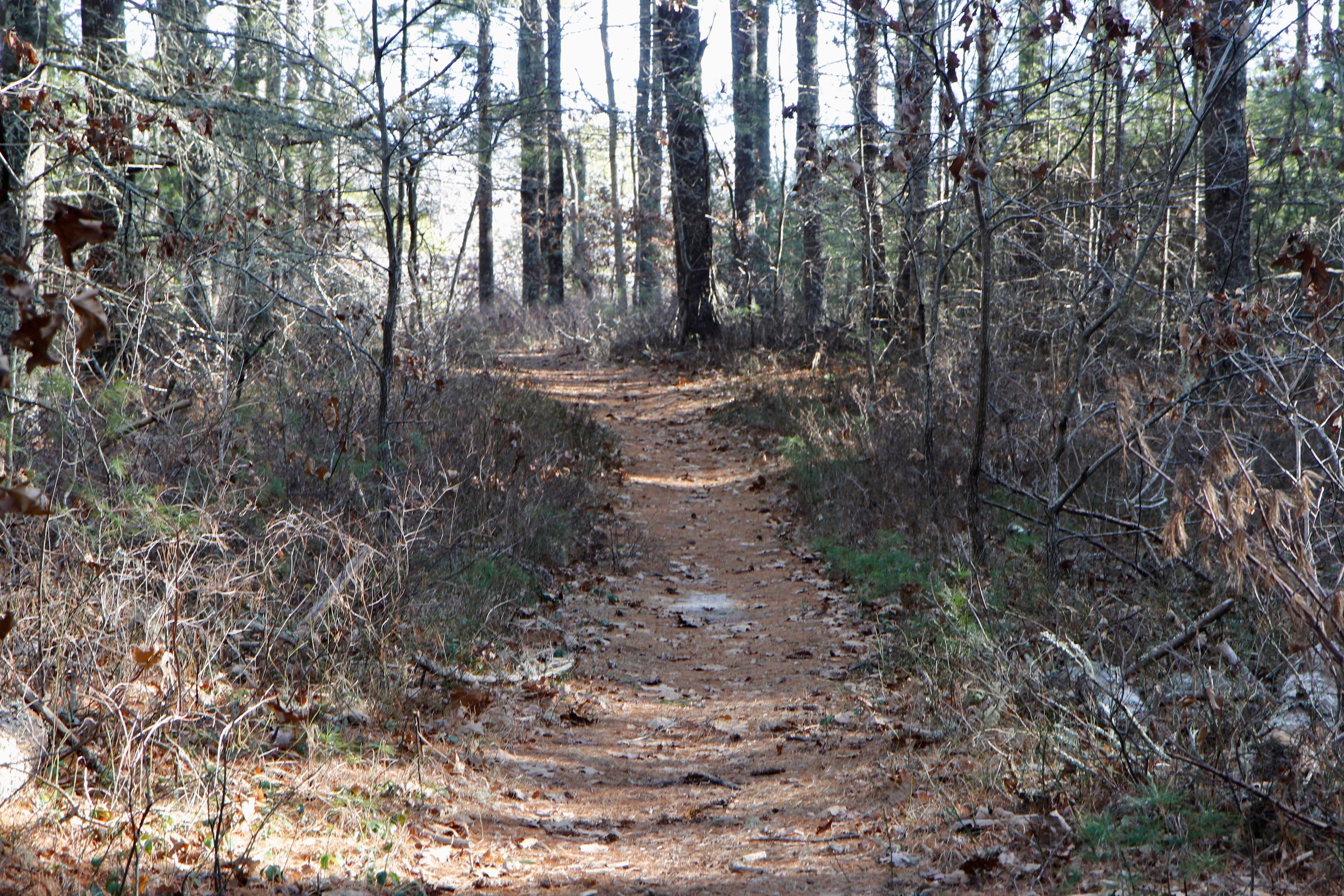 pine-needled path