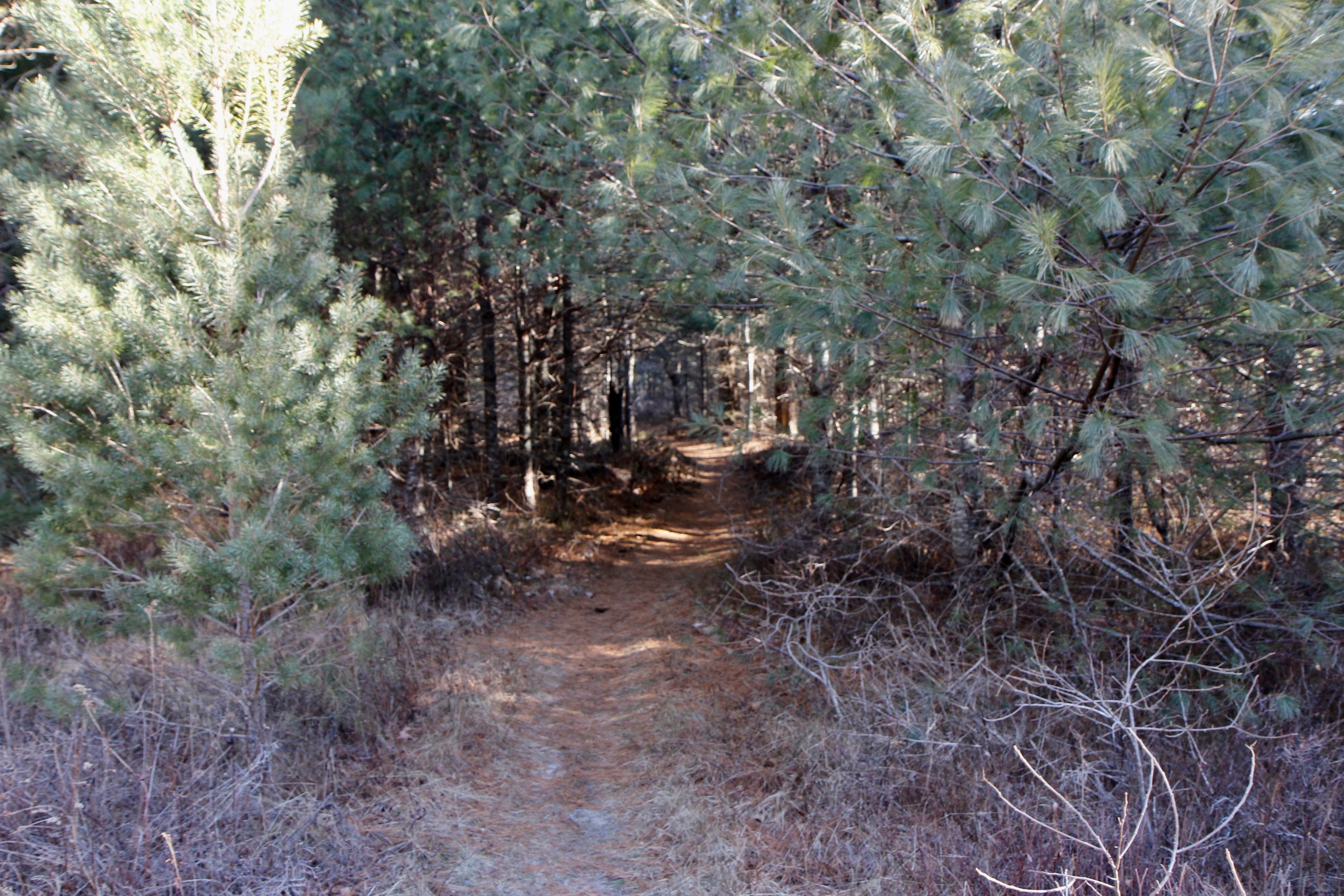 woods path