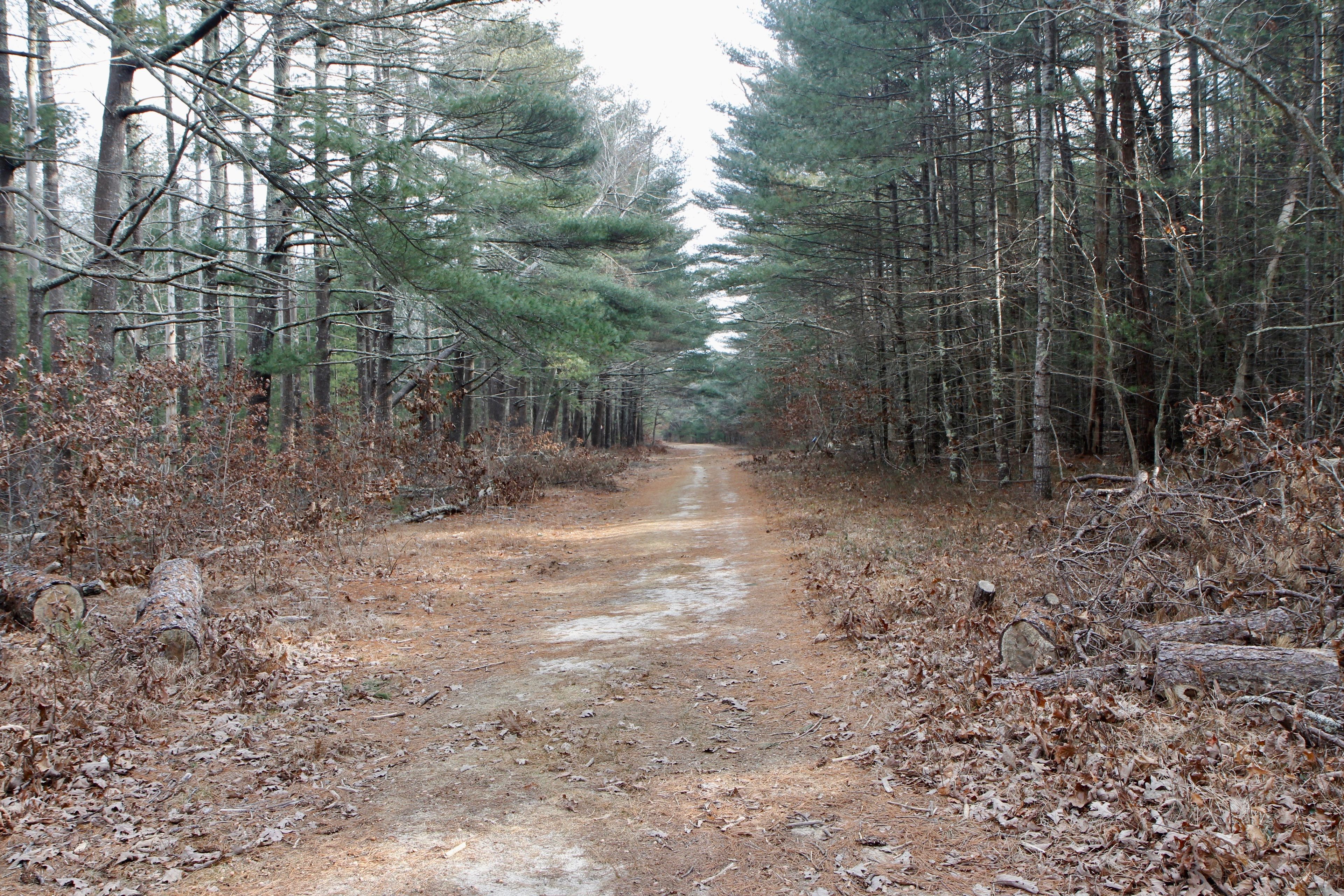 unpaved fire trail