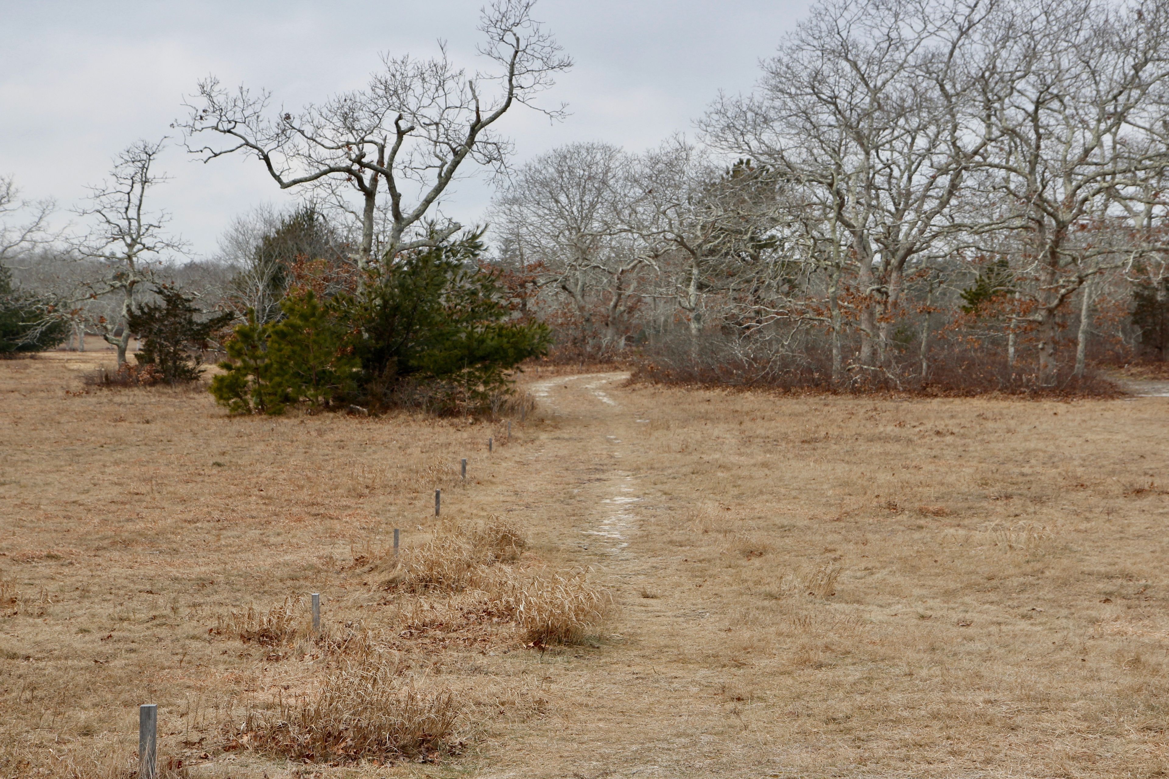 grassy trail through Disk Golf