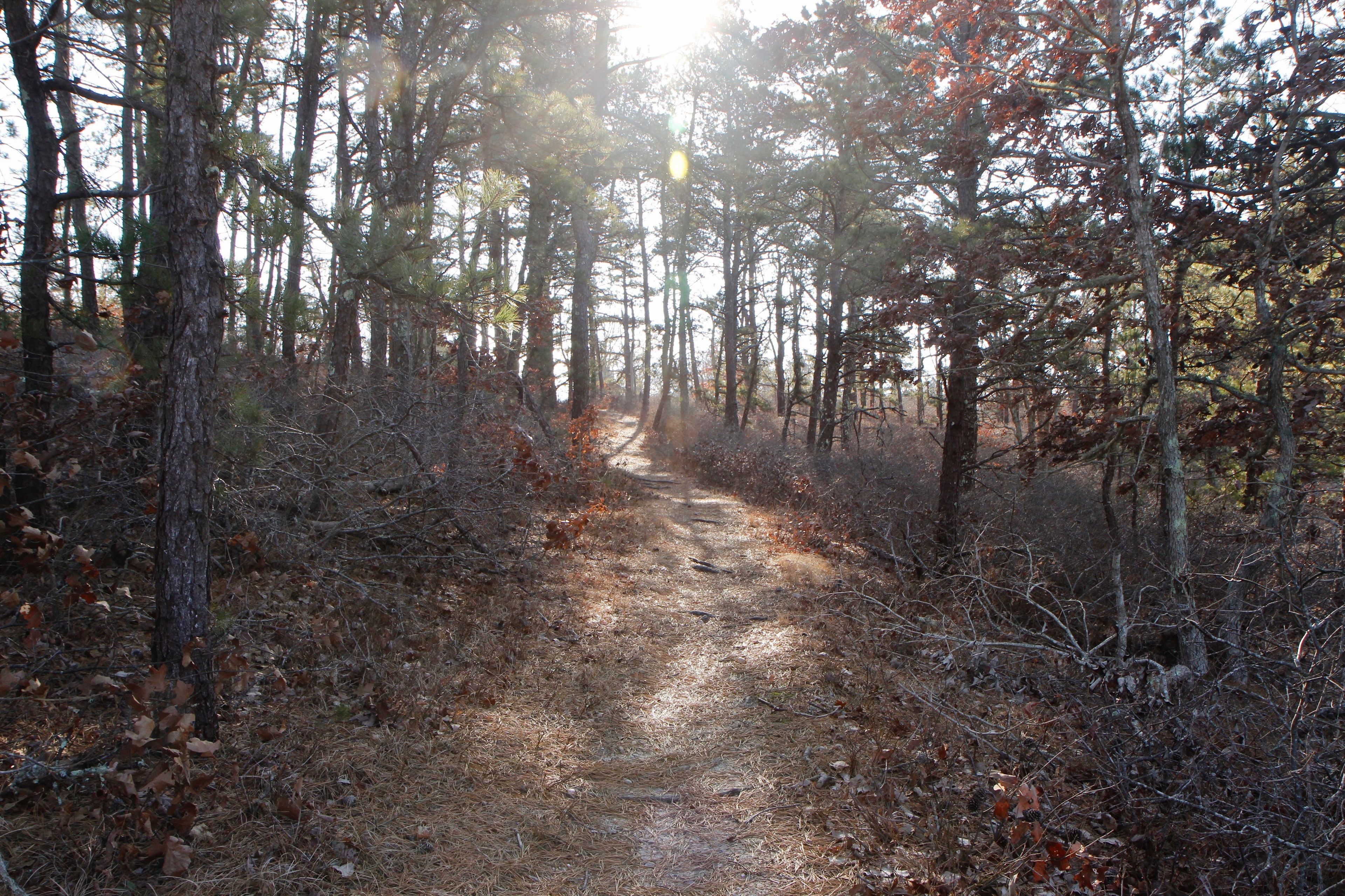 woods path