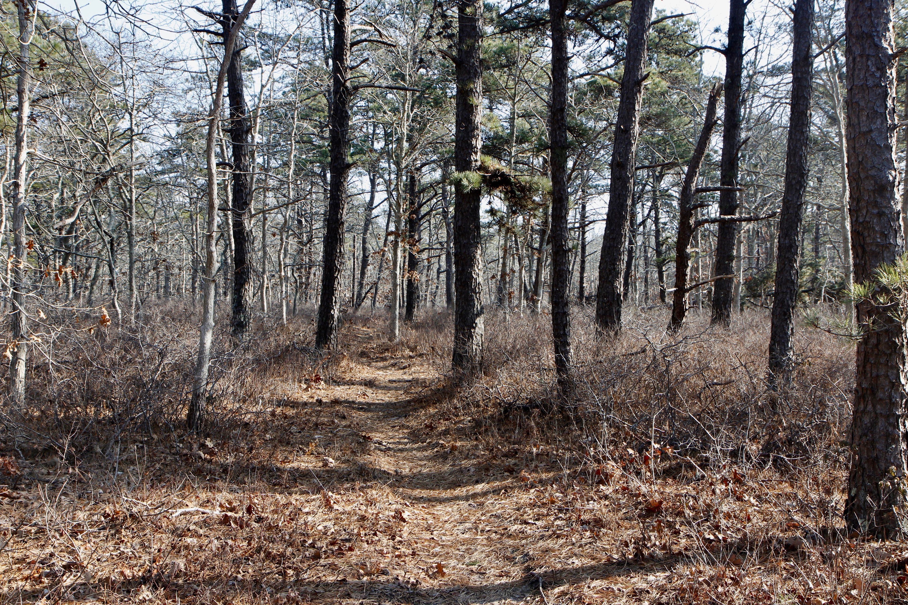 woods path