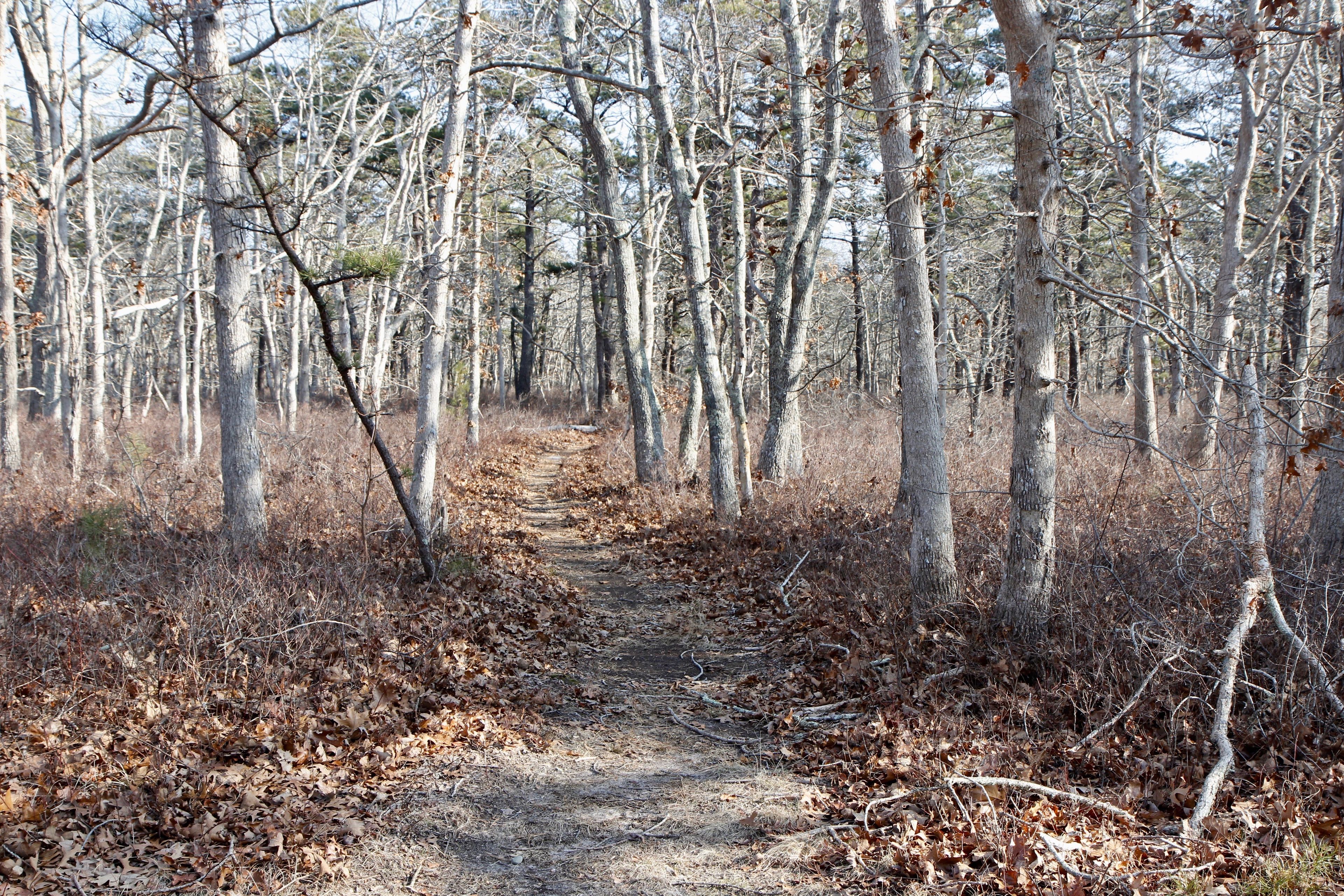 woods path