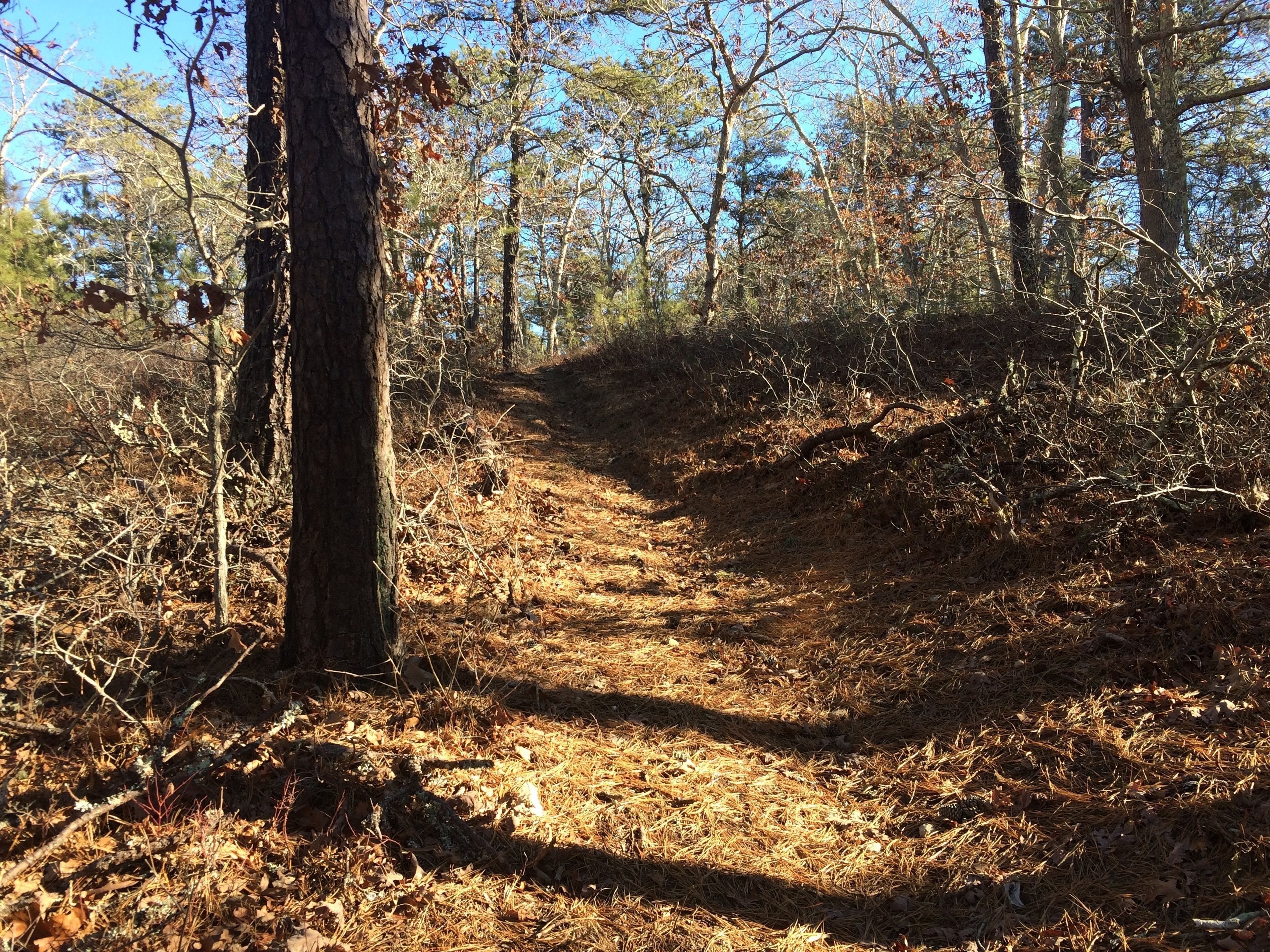 pine-needled path in places