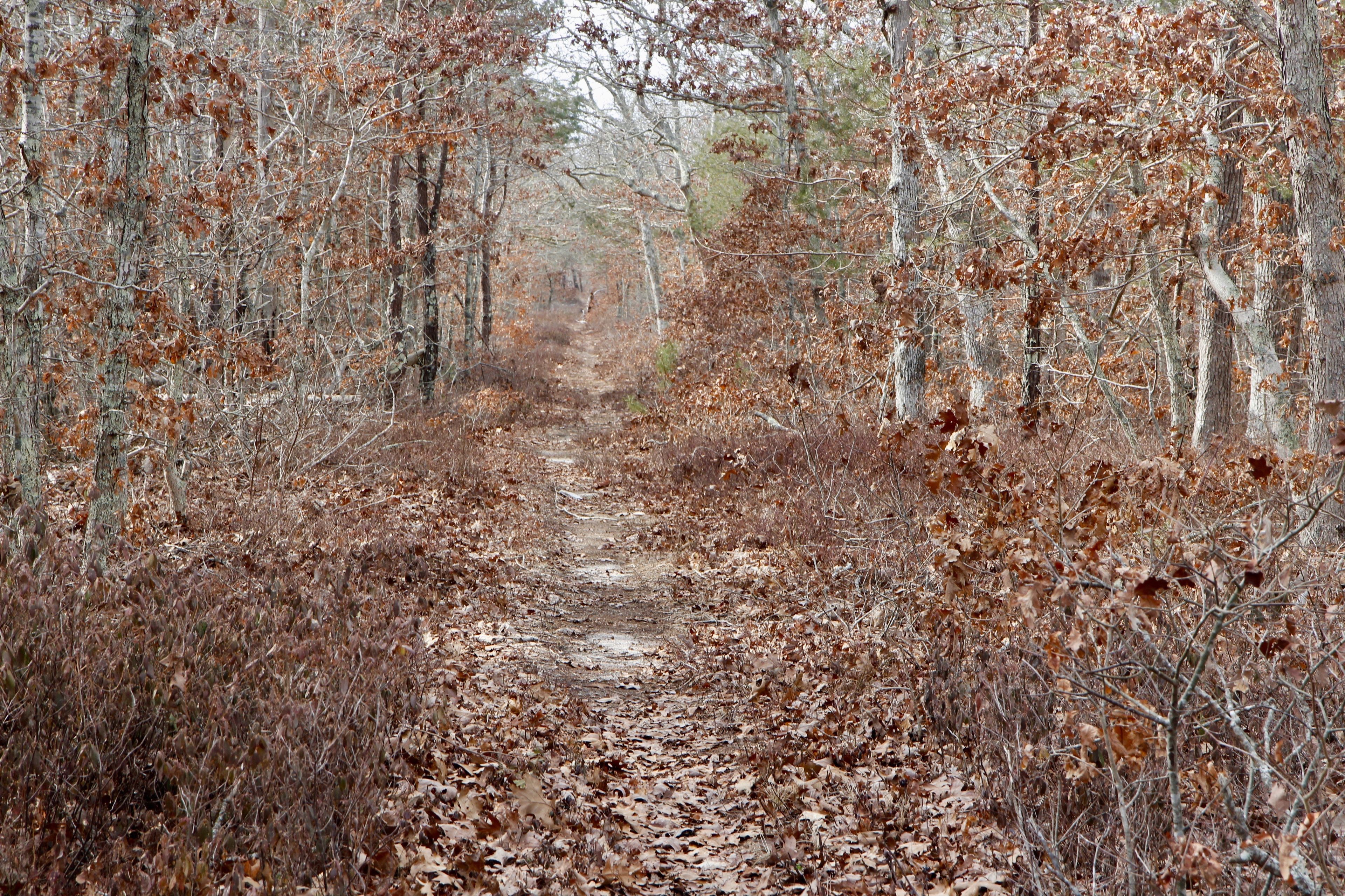 woods trail