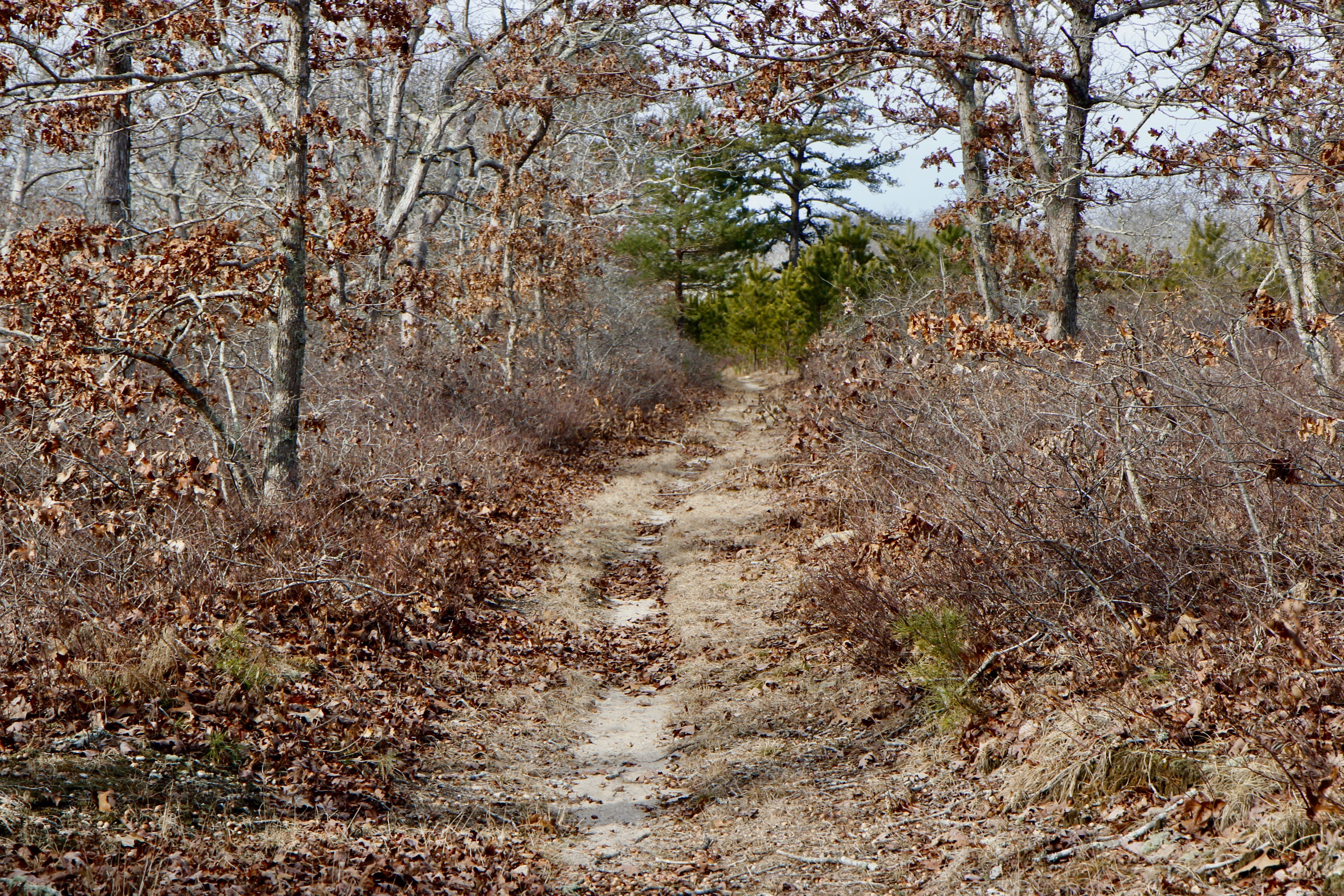 sandy woods trail