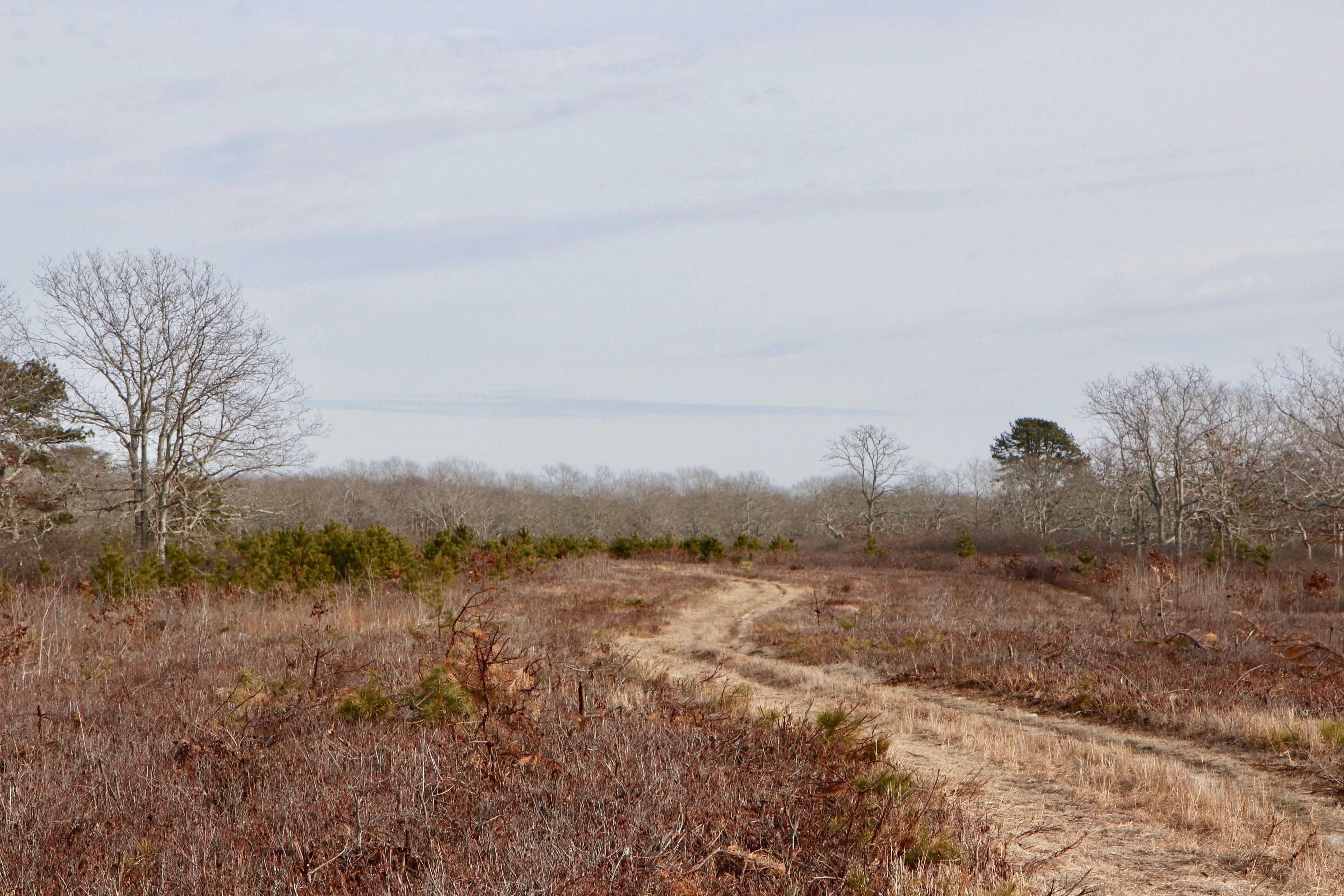 sandy road/path