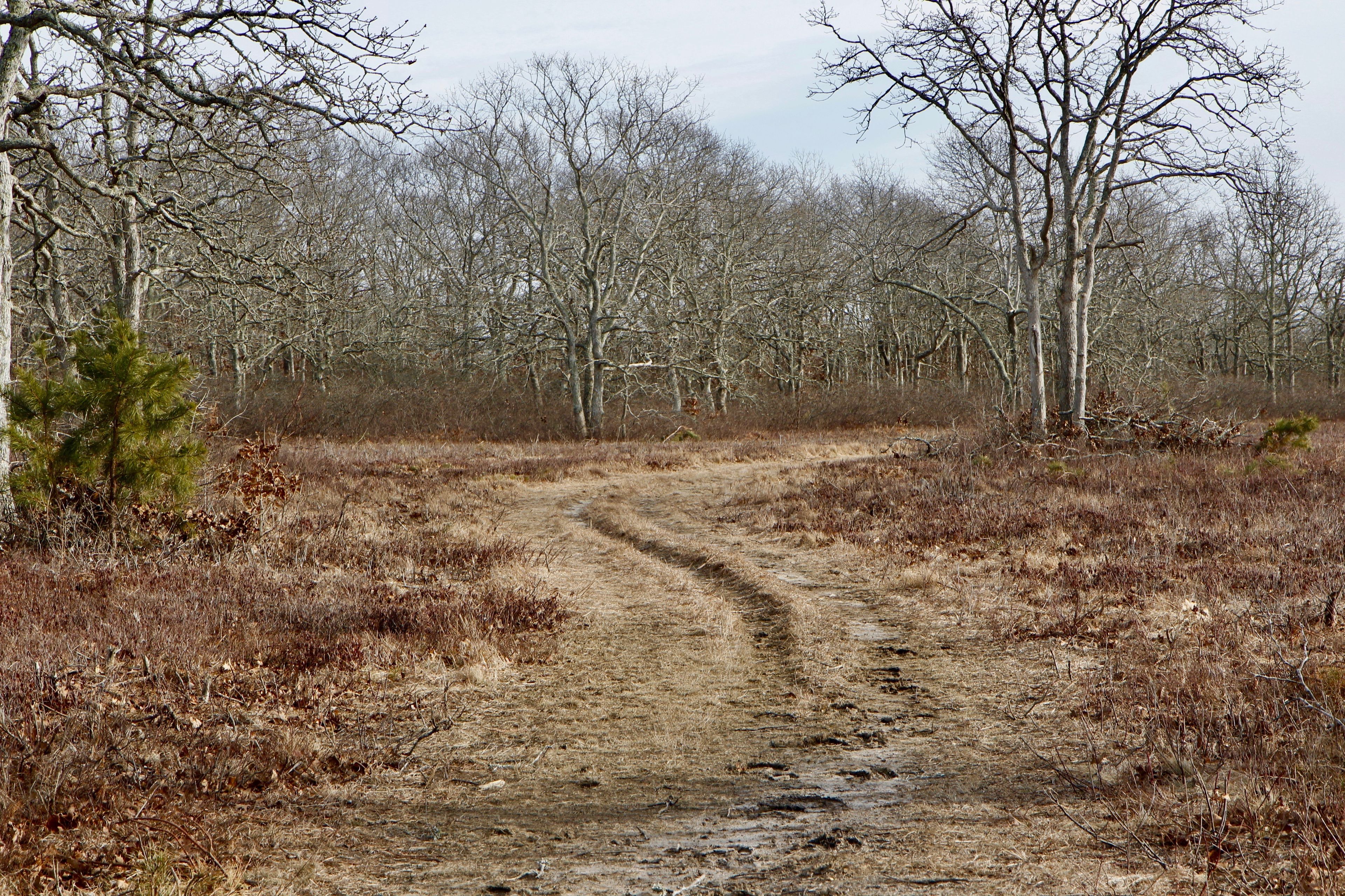 open area of the State Forest