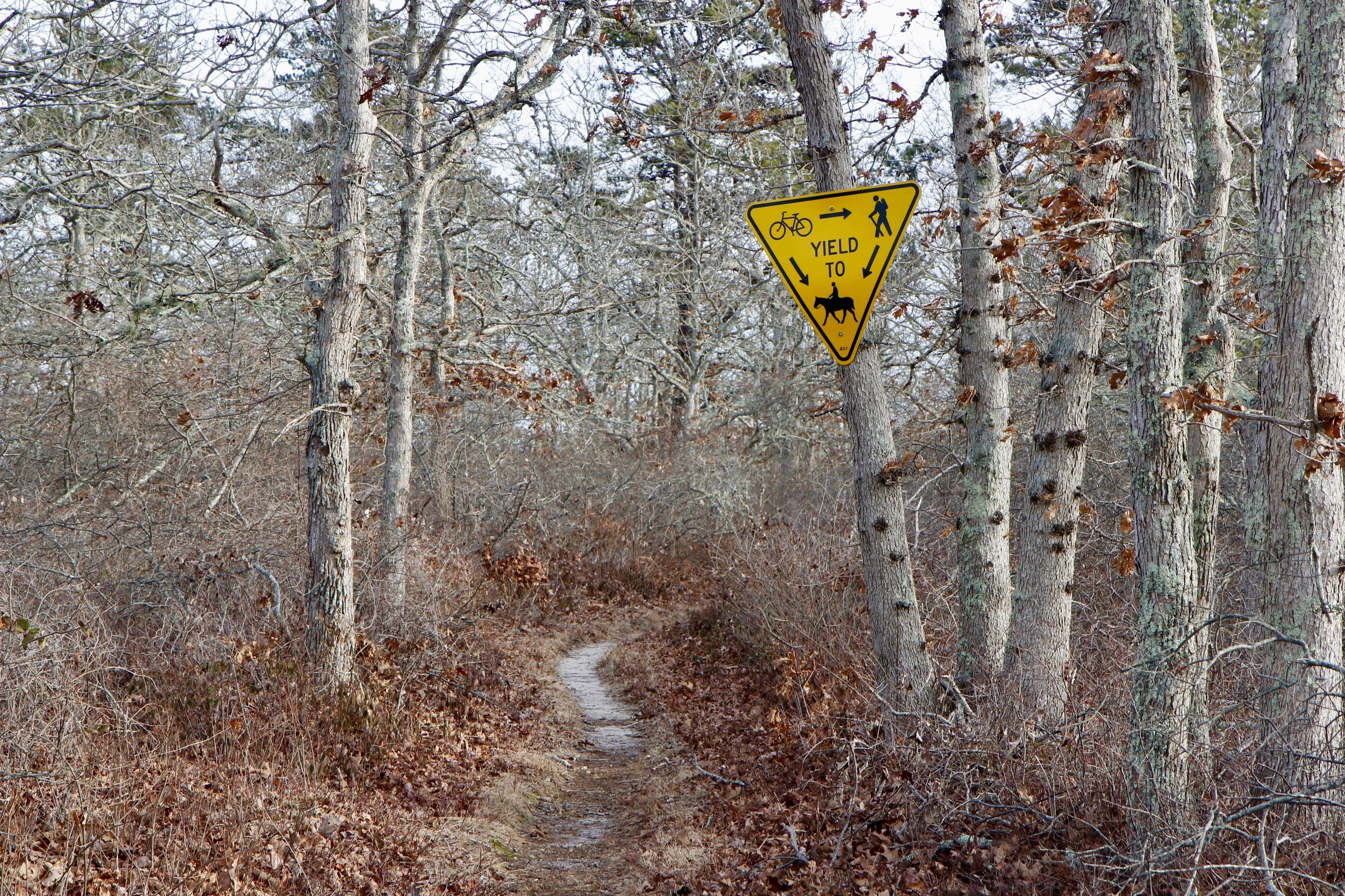 at Fire Trail B, near West Tisbury School parking area