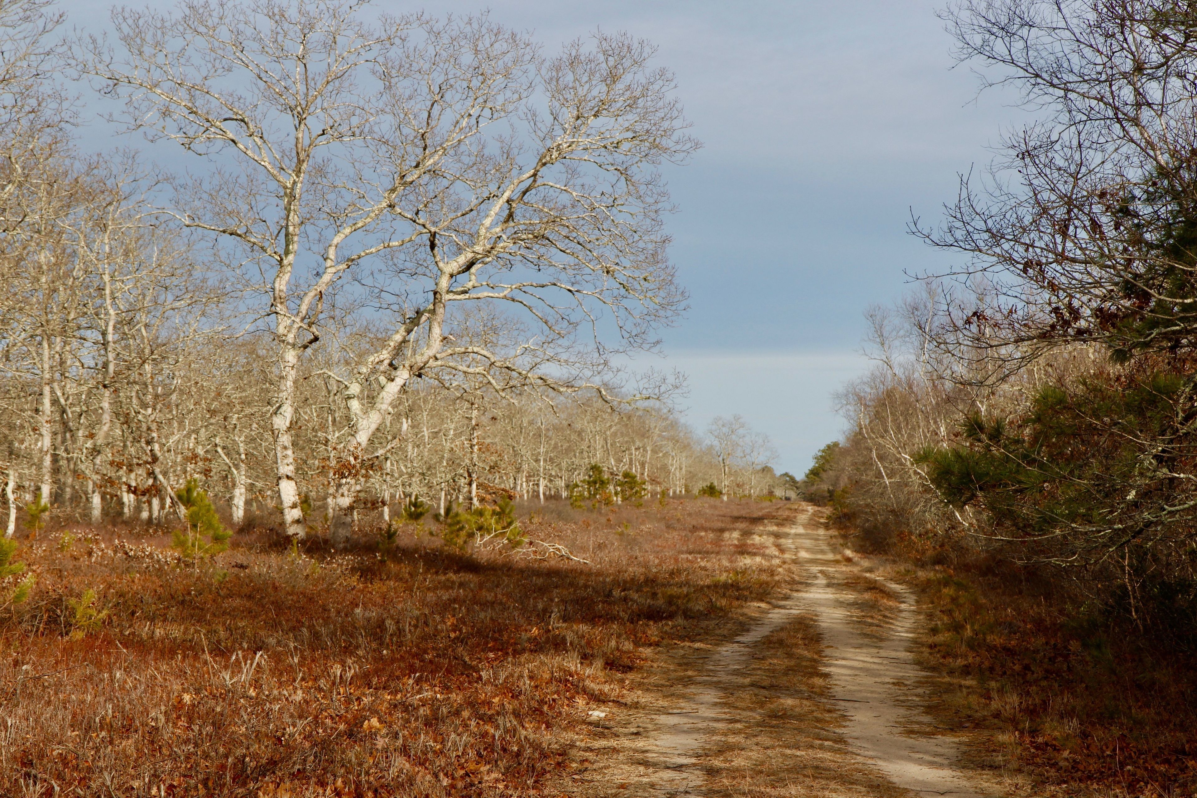 unpaved fire trail (near parking area opposite WT School)