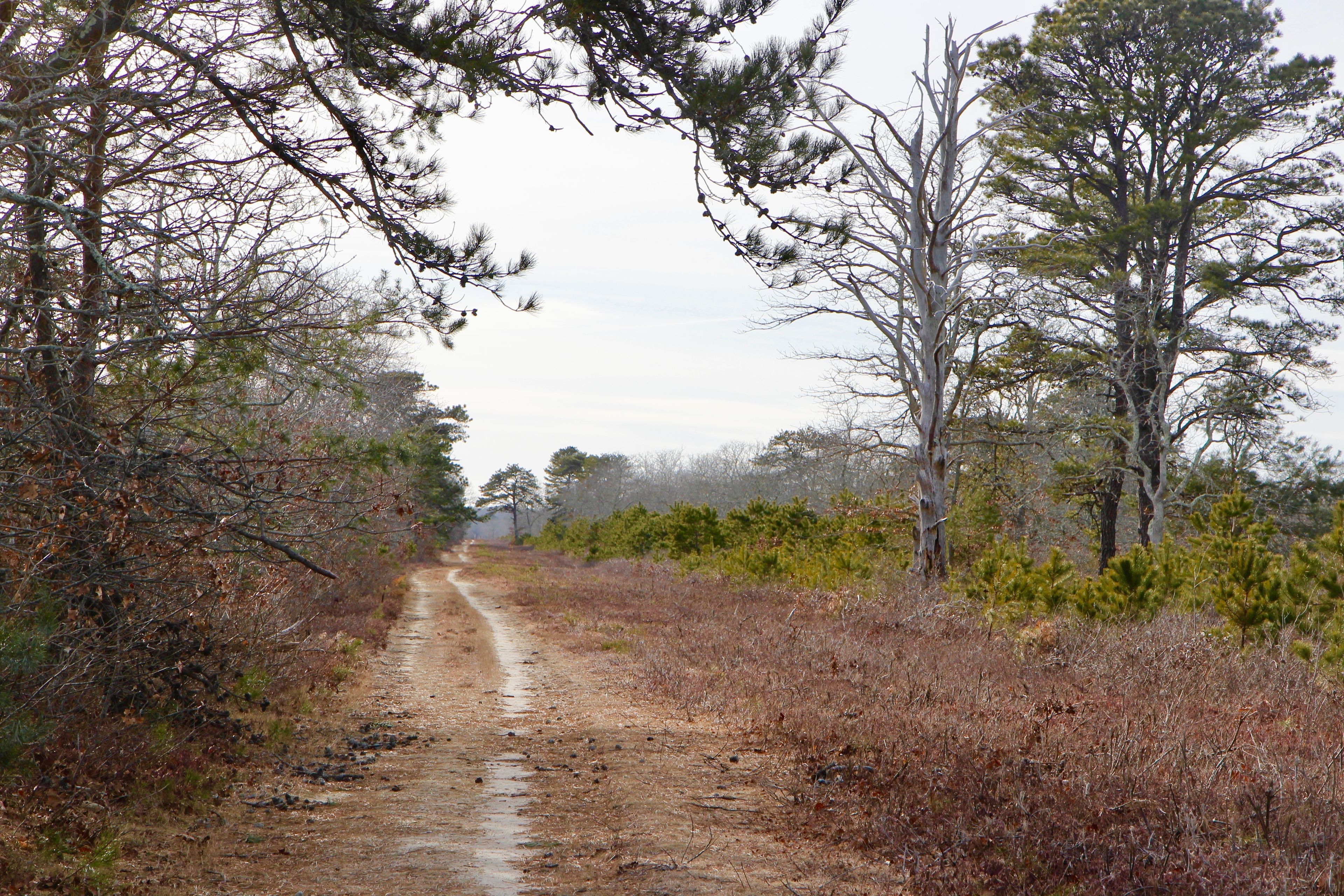 unpaved fire trail (near intersection with paved bike path)