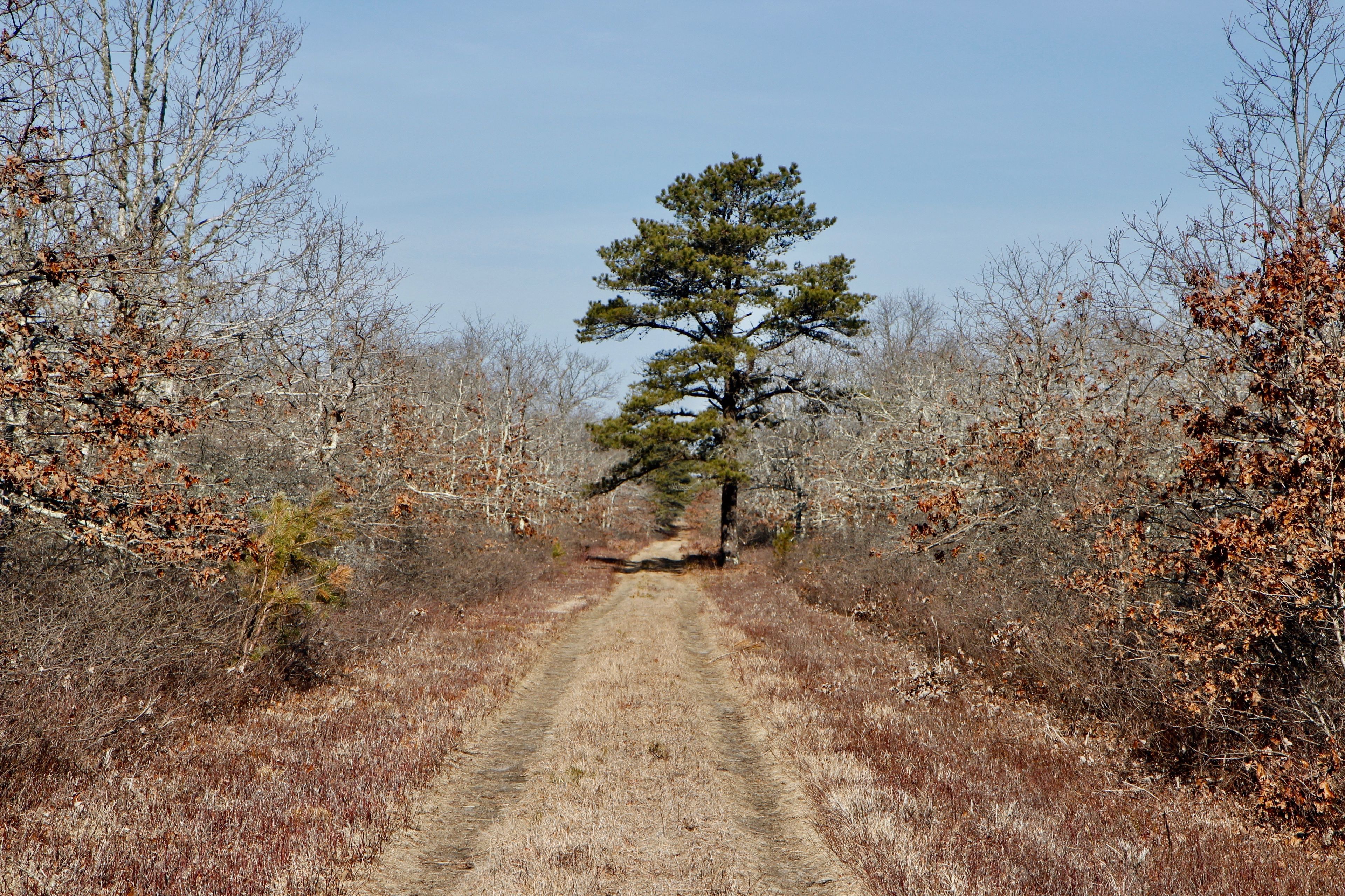 unpaved grassy fire trail