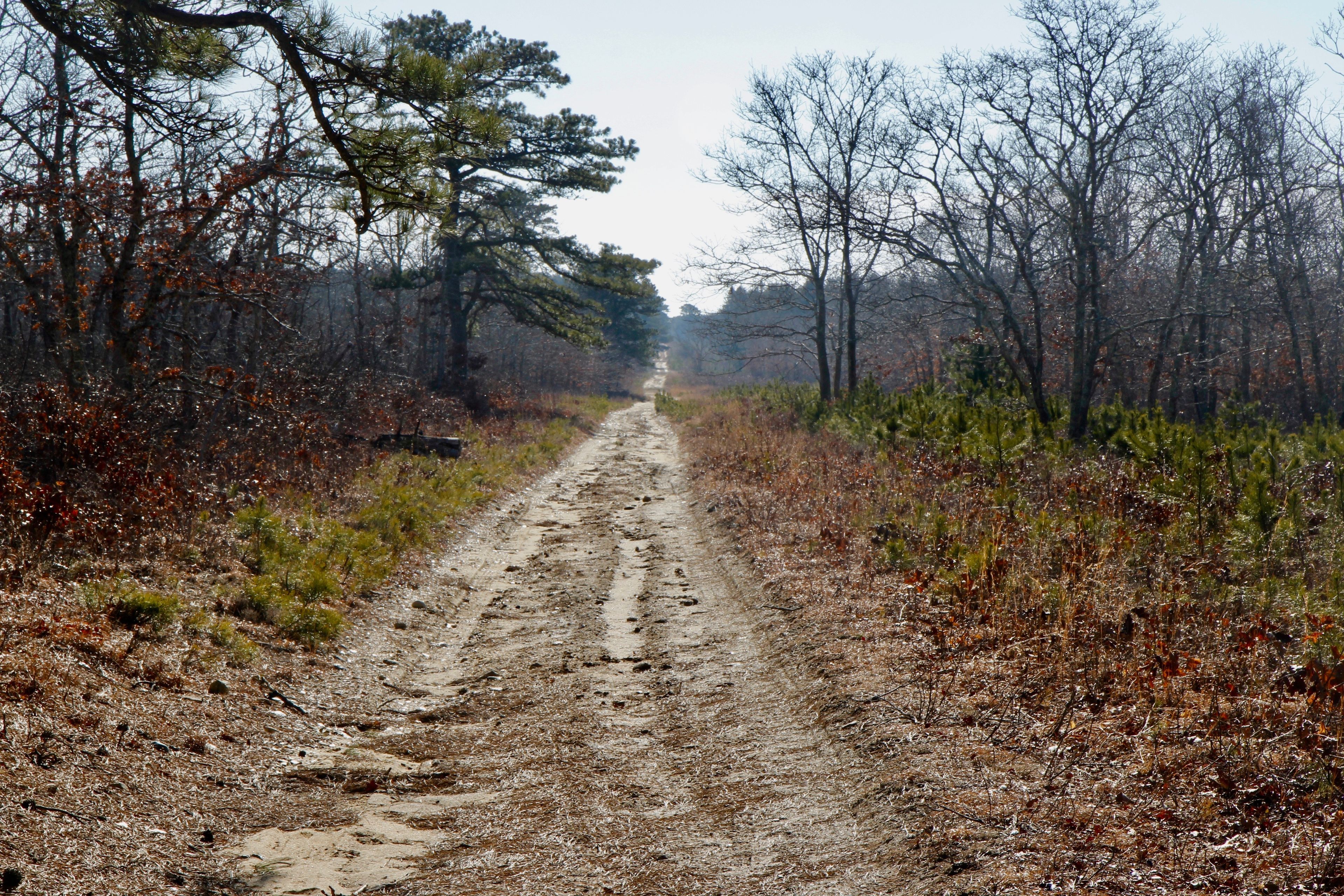 sandy unpaved fire trail