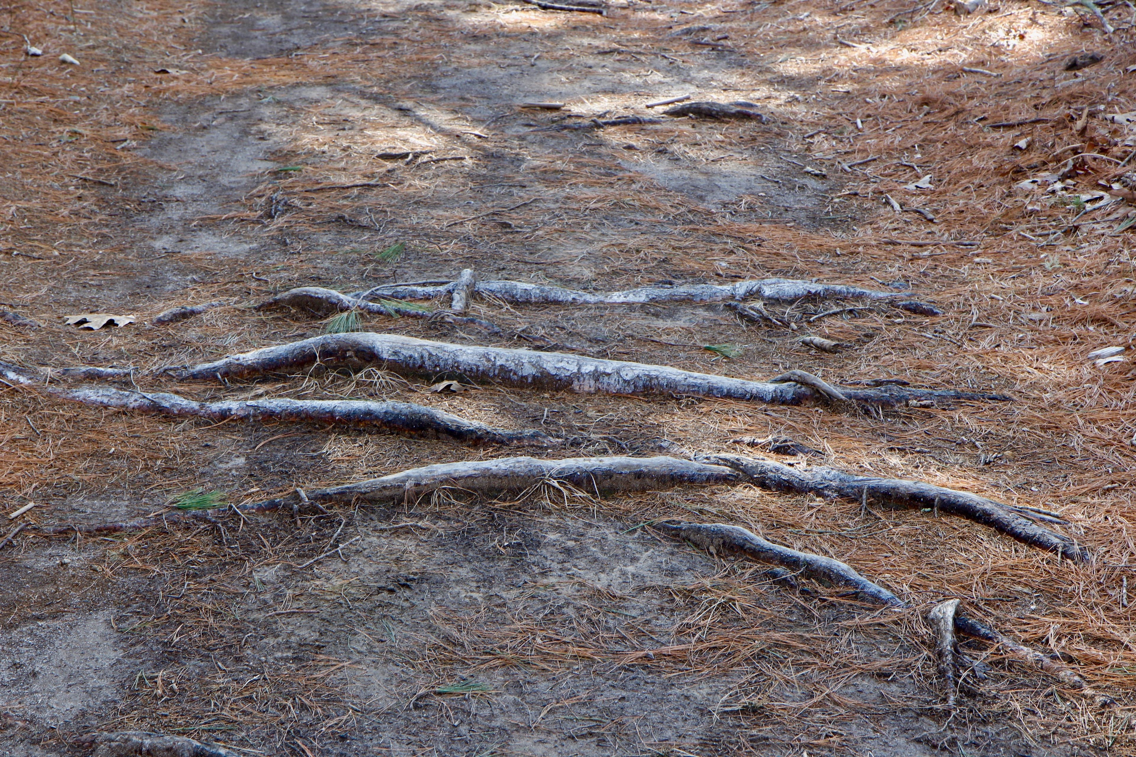 roots along trail