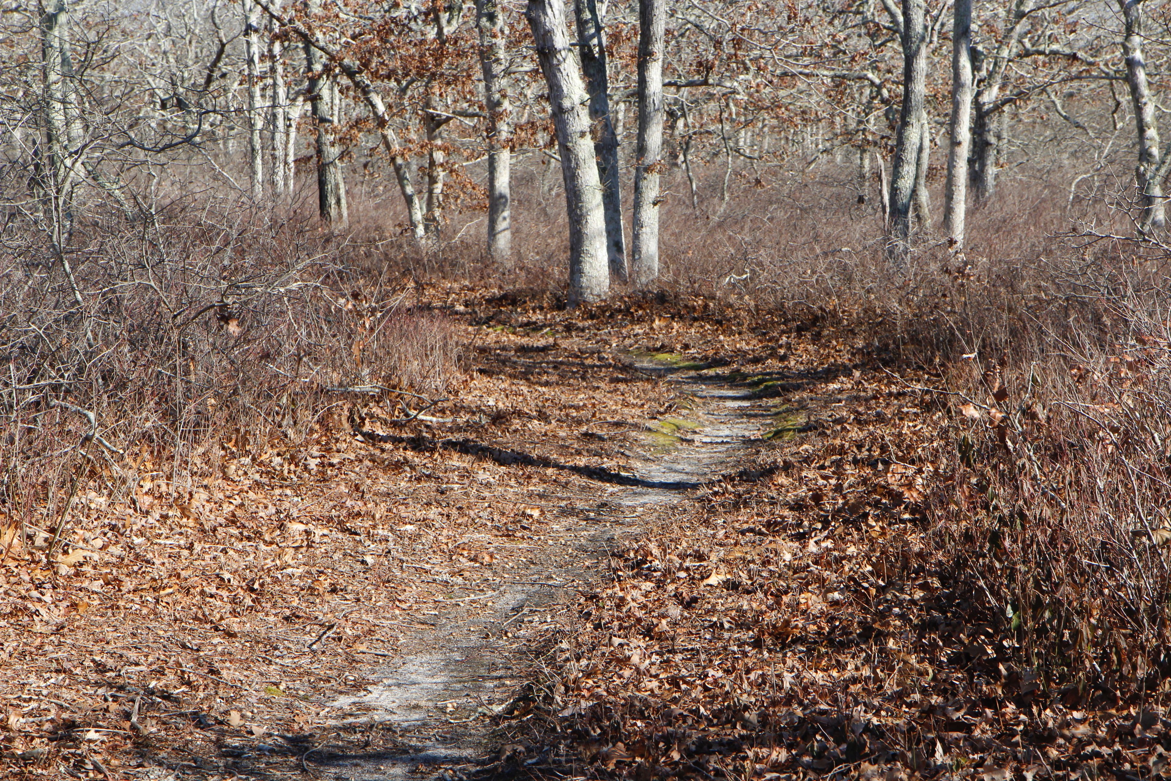 at intersection with Bike Path Fire Trail 7