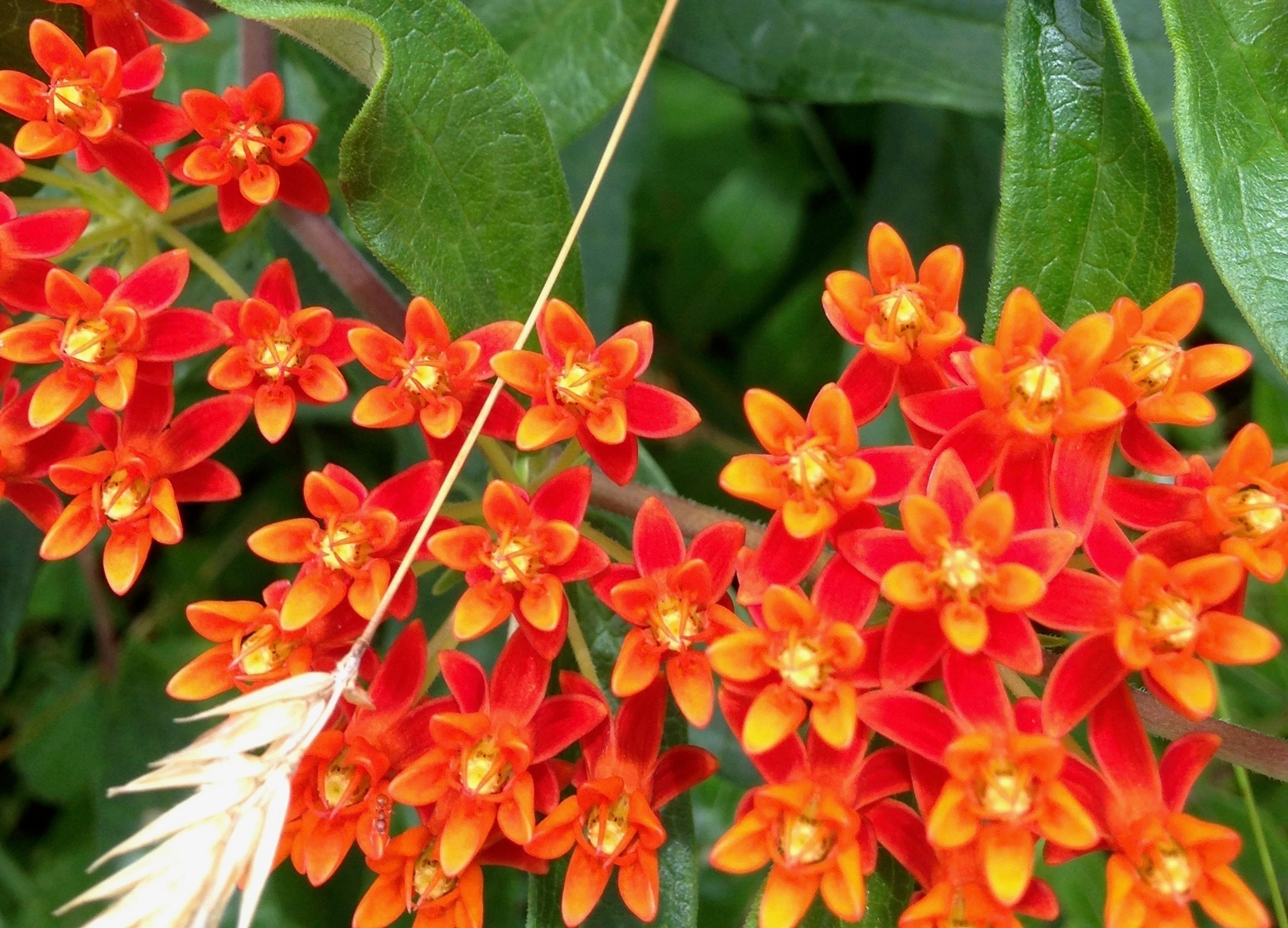 butterfly weed