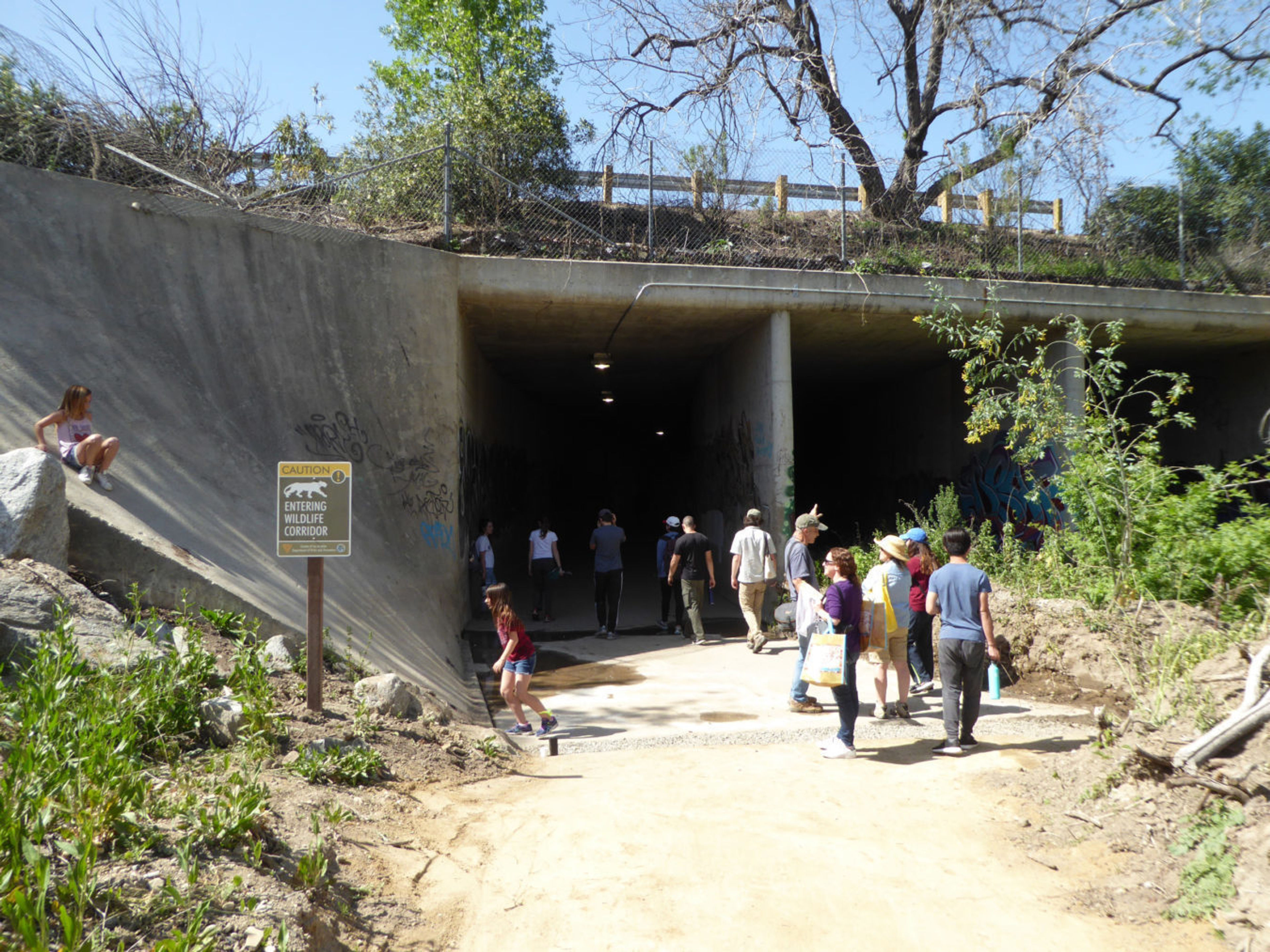 The Don Wallace Connector Trail is unlike any other major trail in Los Angeles County because it includes a 400-foot-long journey through a box culvert under the 101 Freeway, connecting trails on both sides of the freeway.