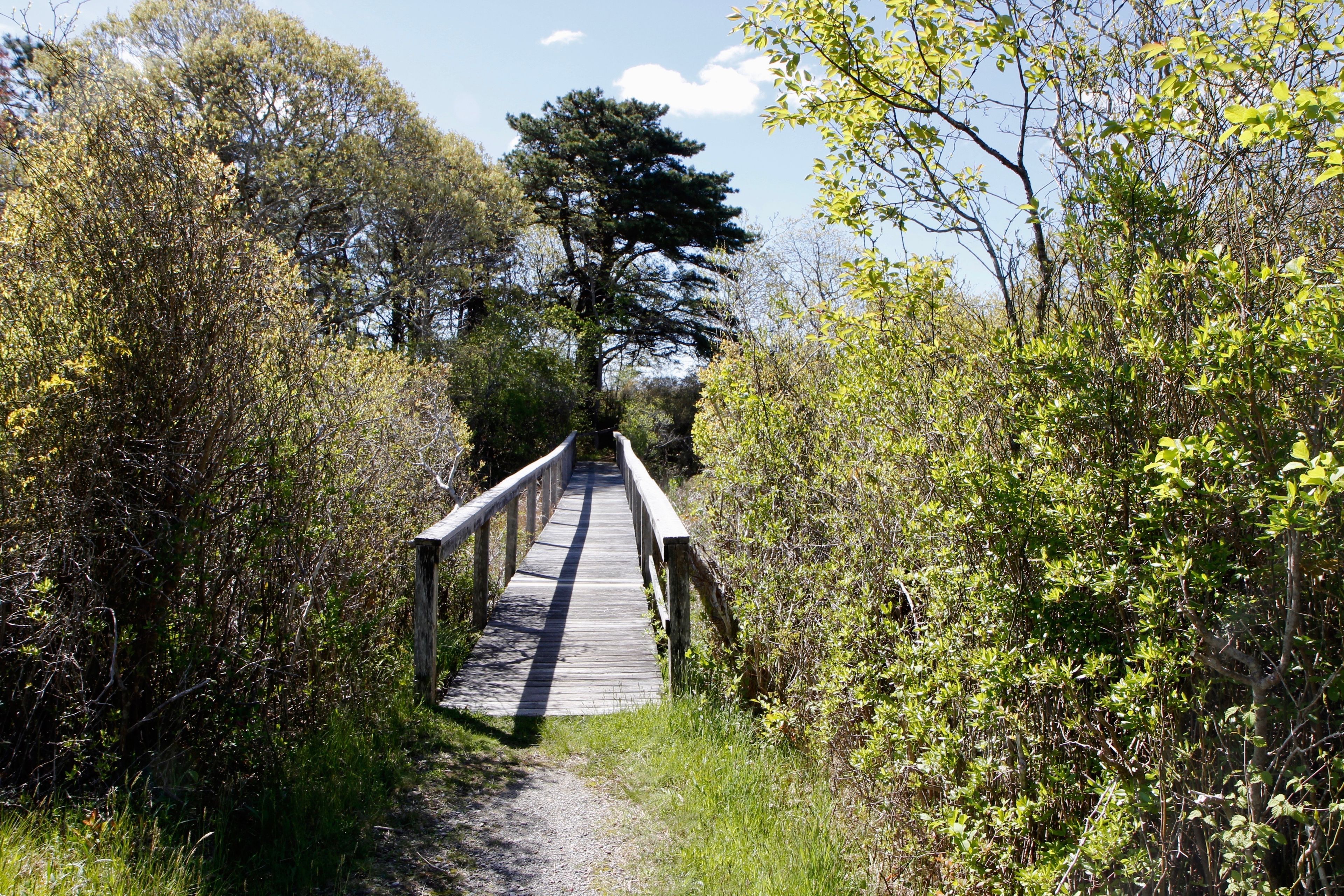 bridge over marsh