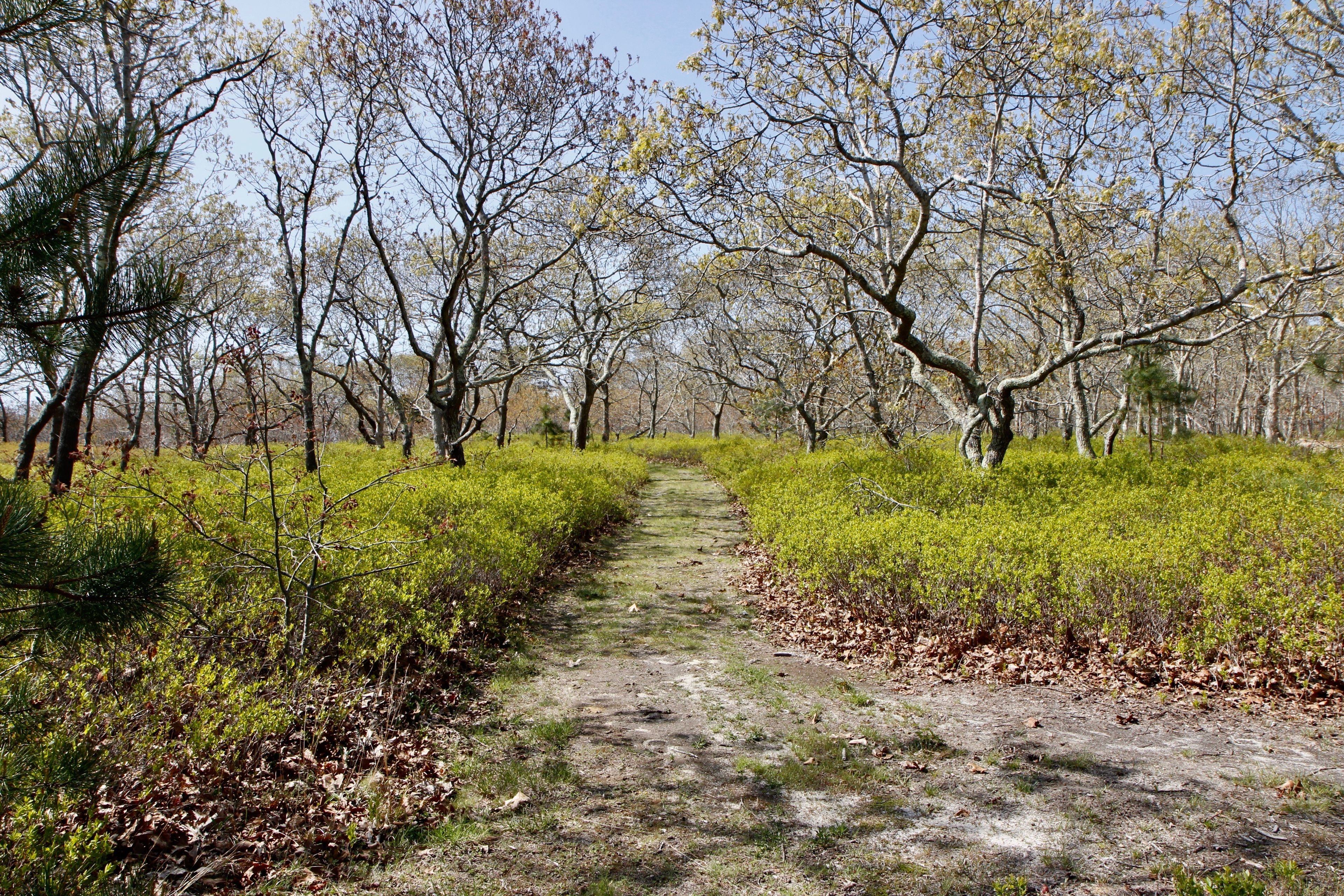 a grassy path