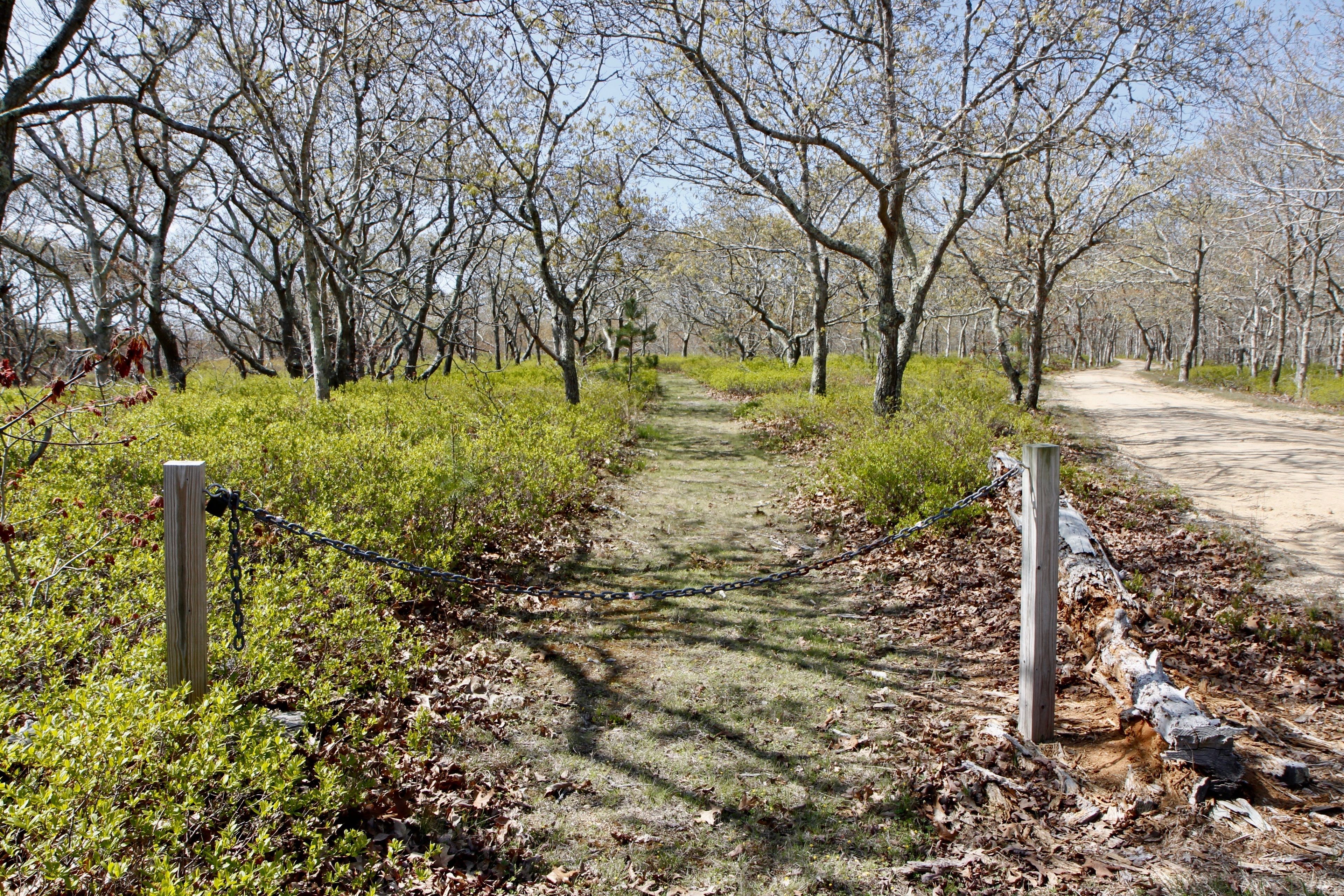 a grassy path