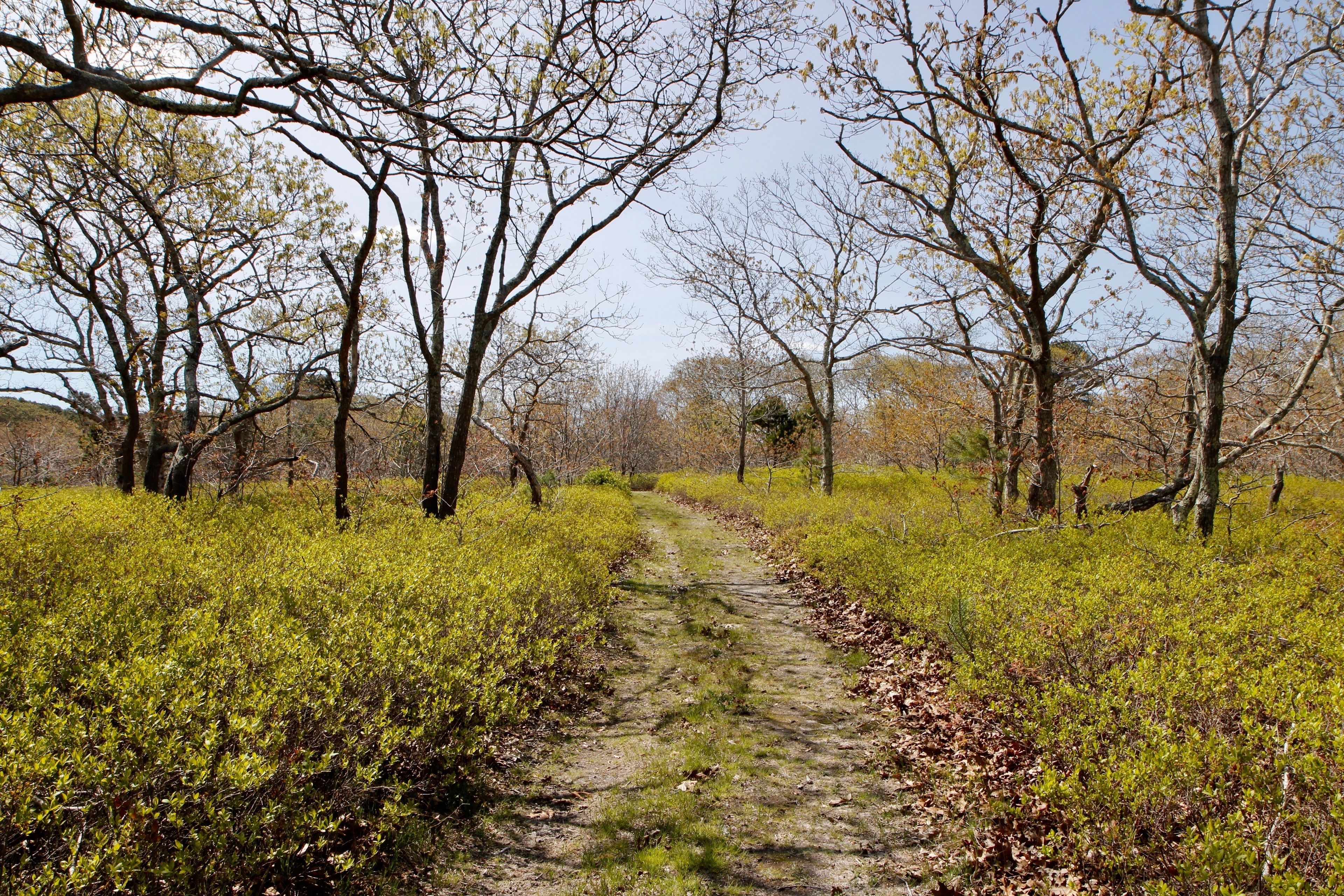 a grassy path/old road