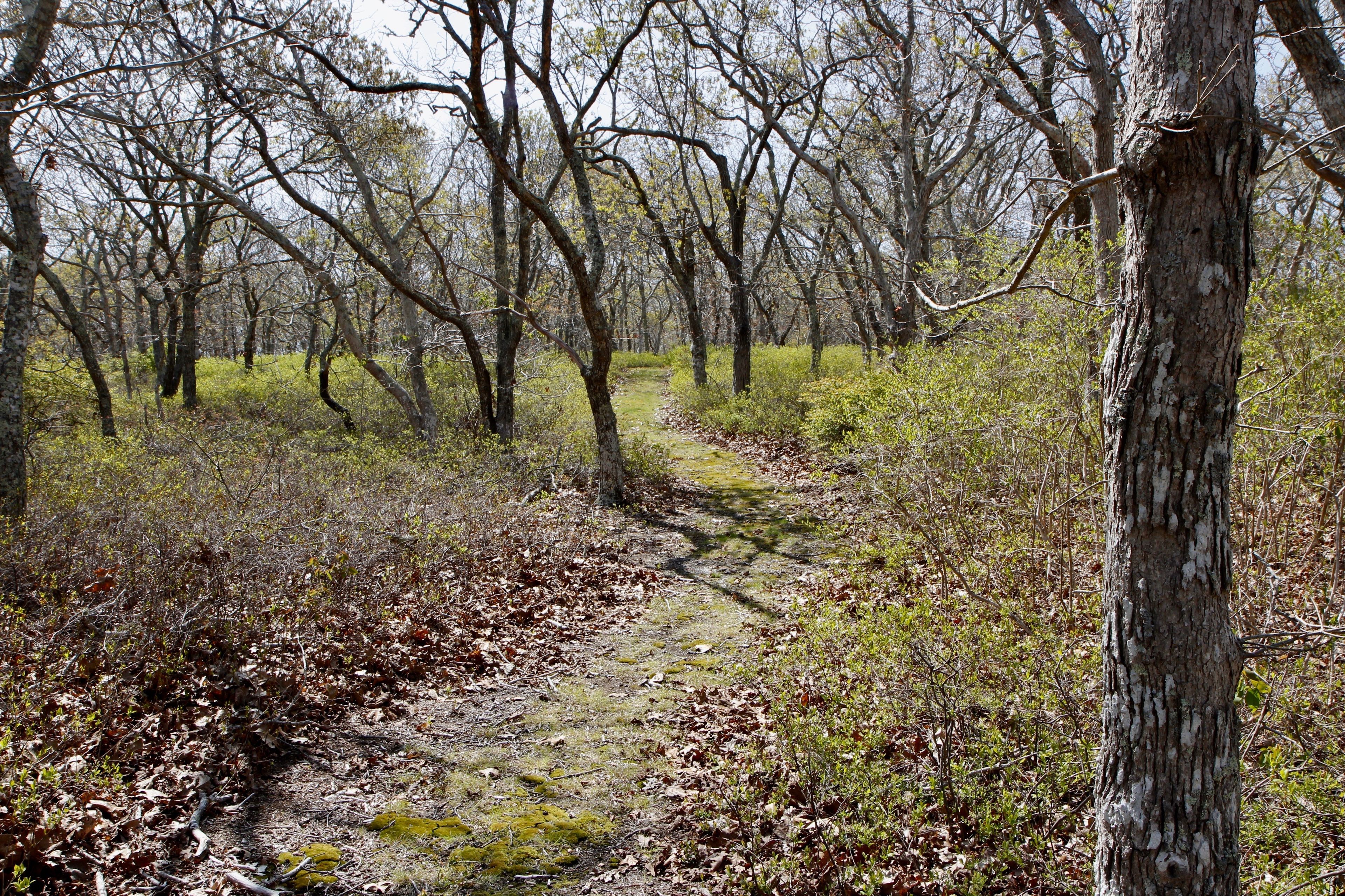 grassy path