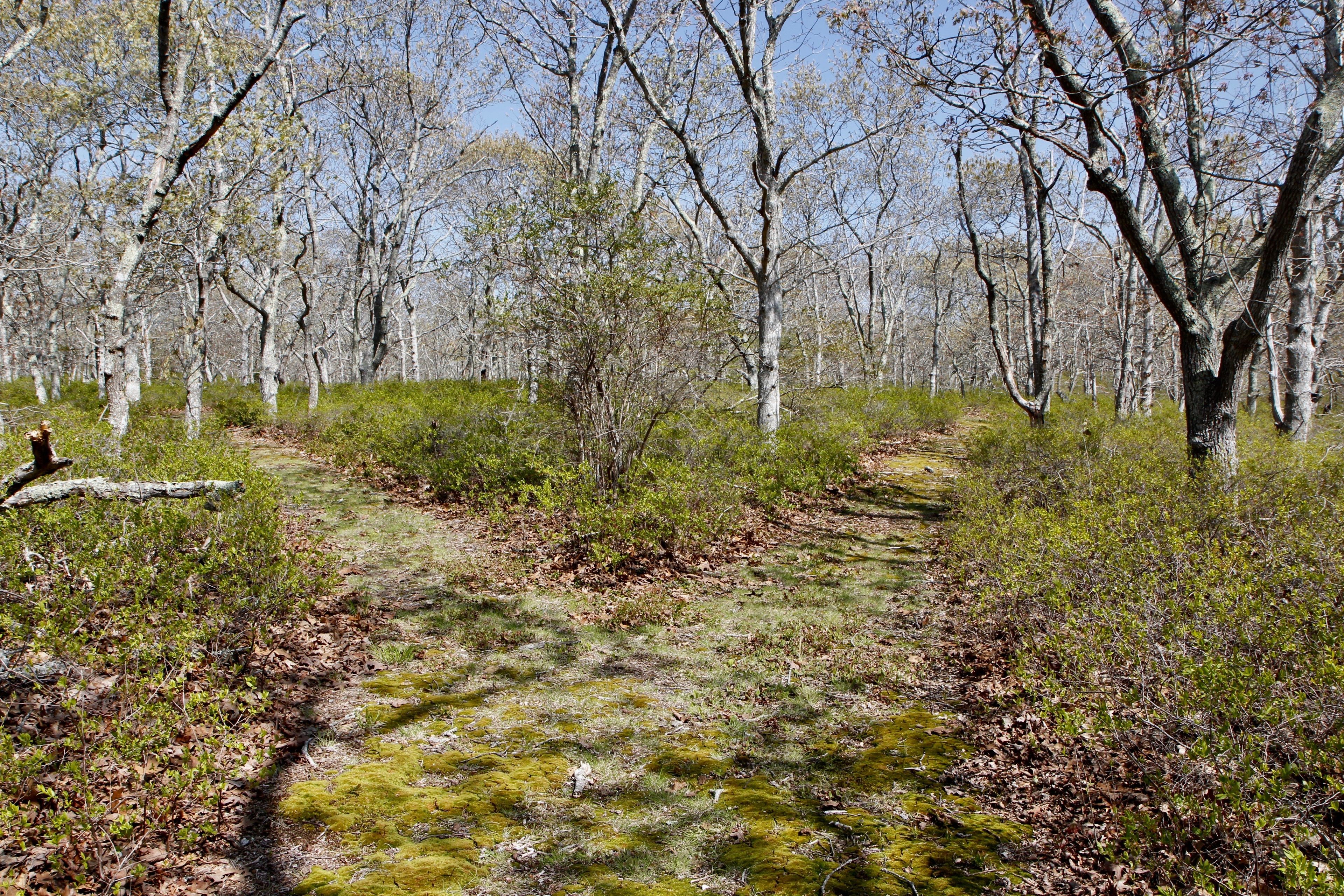 grassy and sometimes mossy