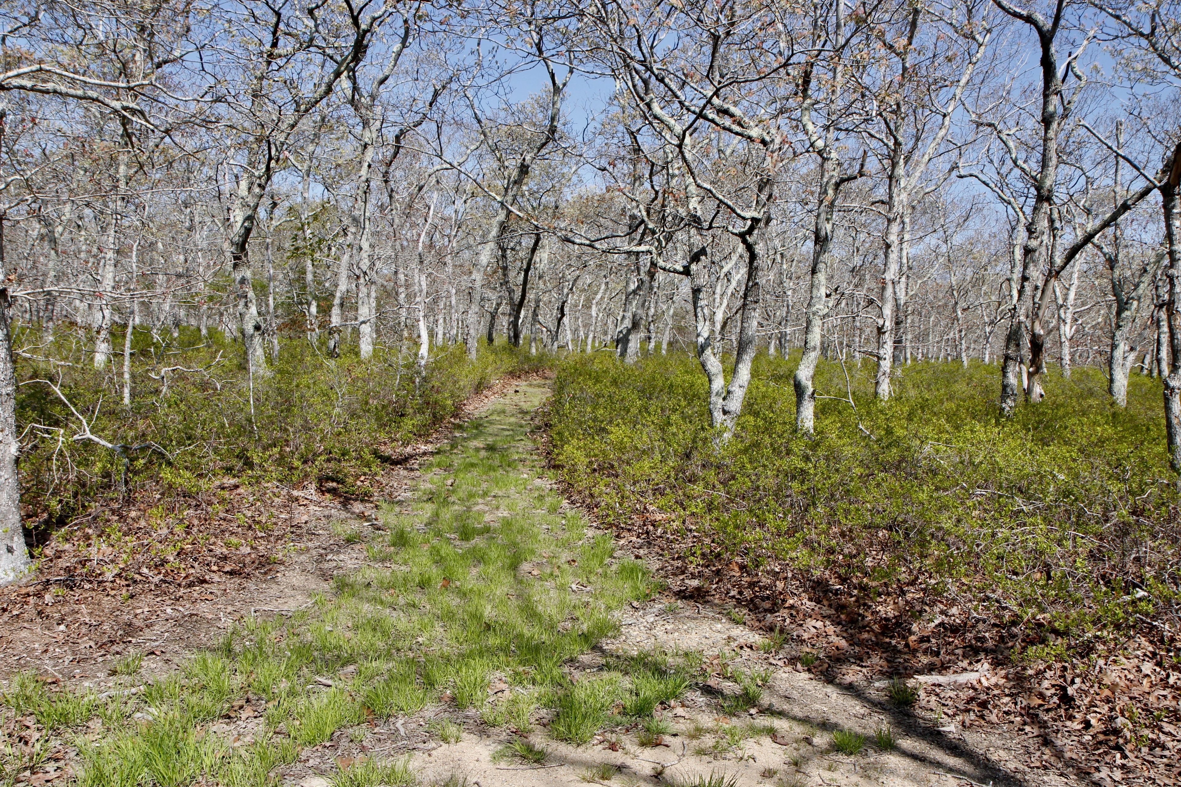 grassy path