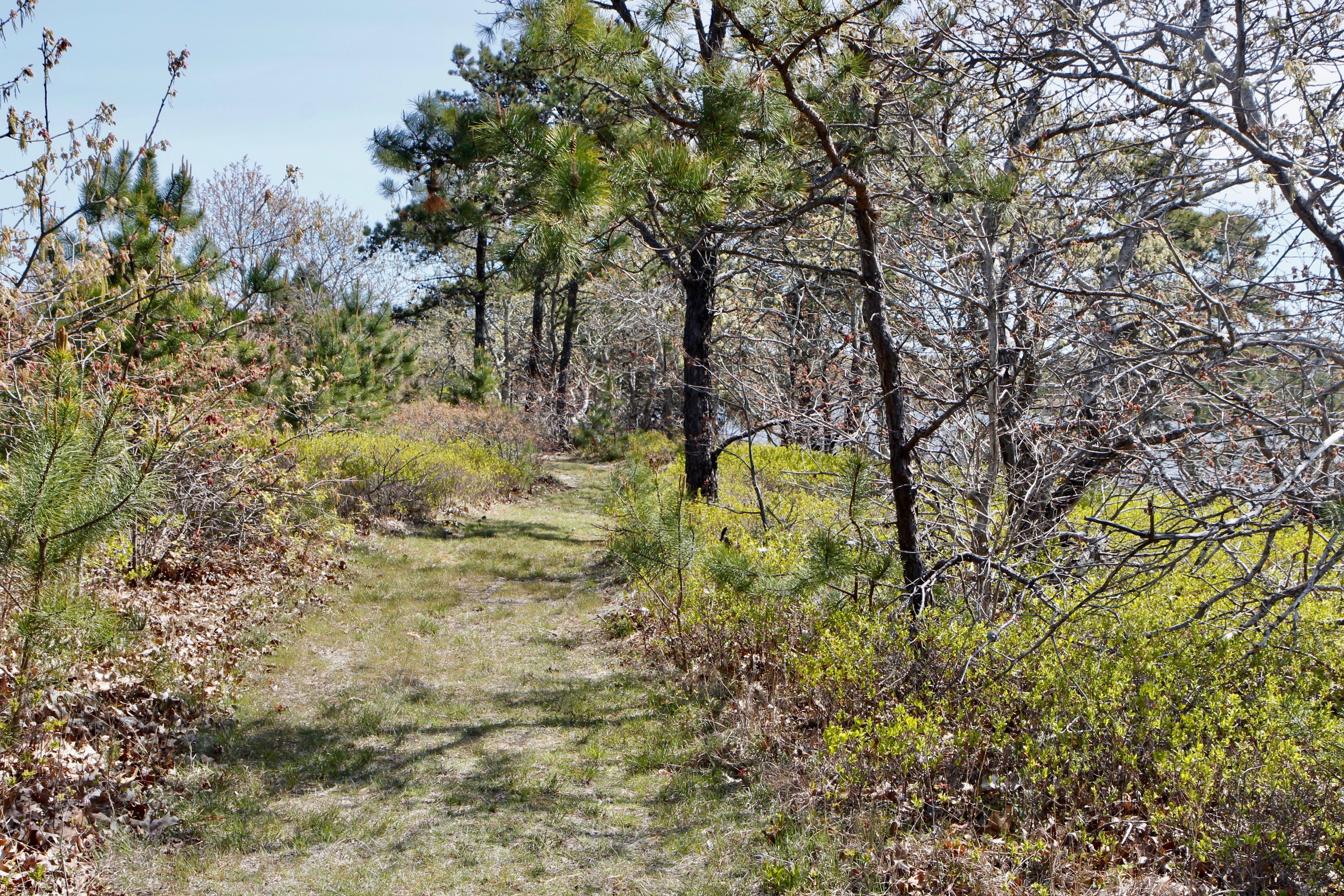 grassy path