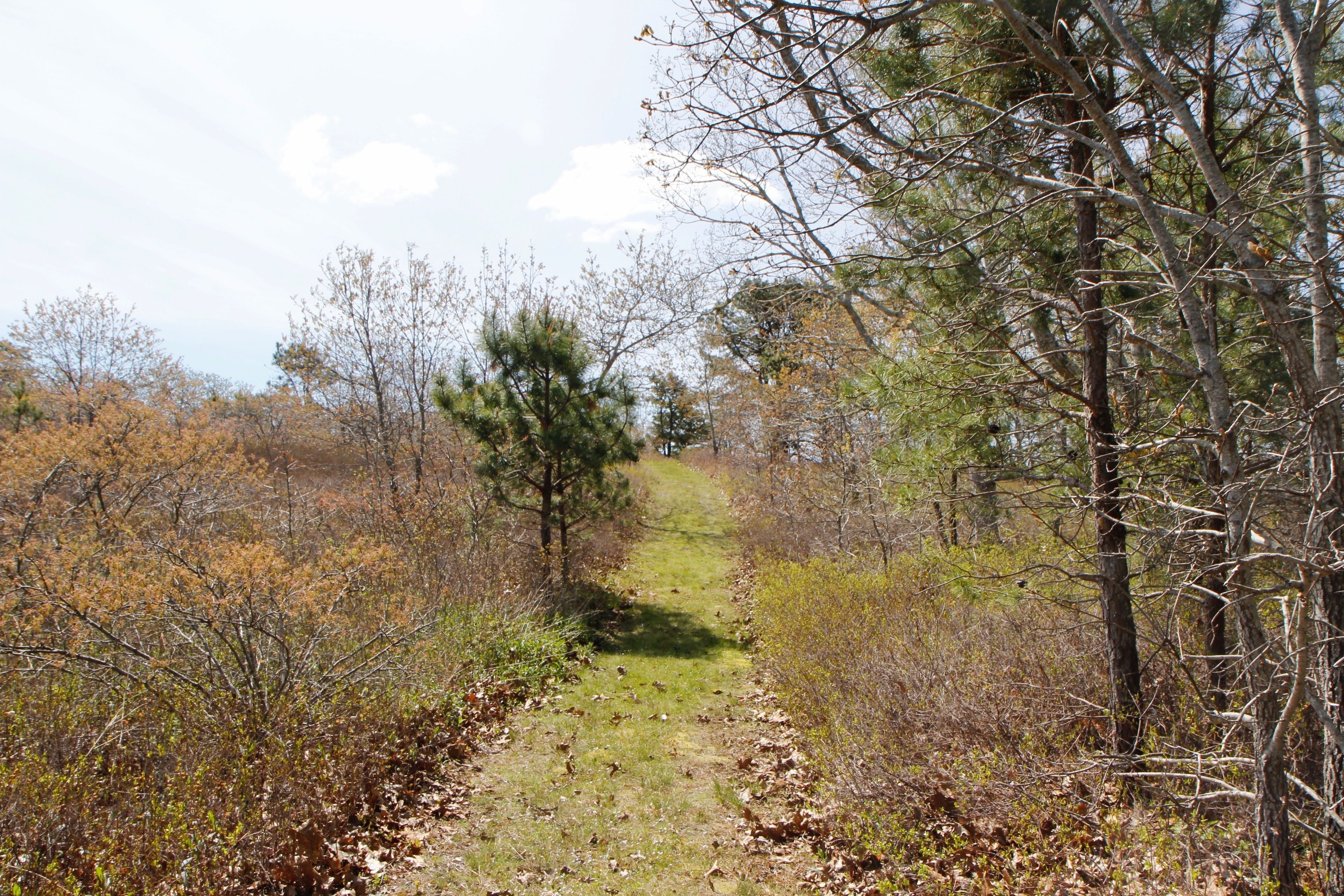 grassy path