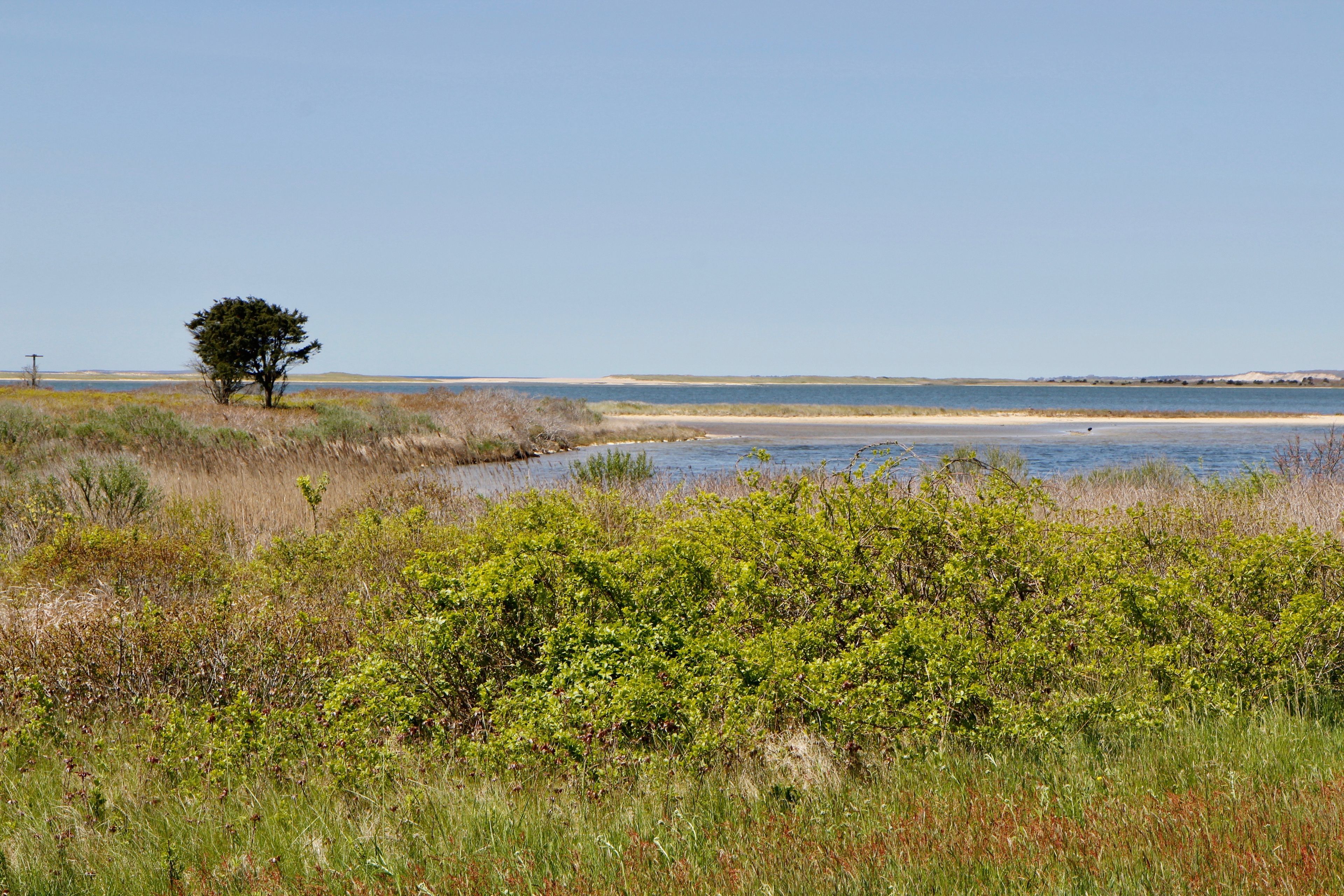 view from trail of Tisbury Great Pond