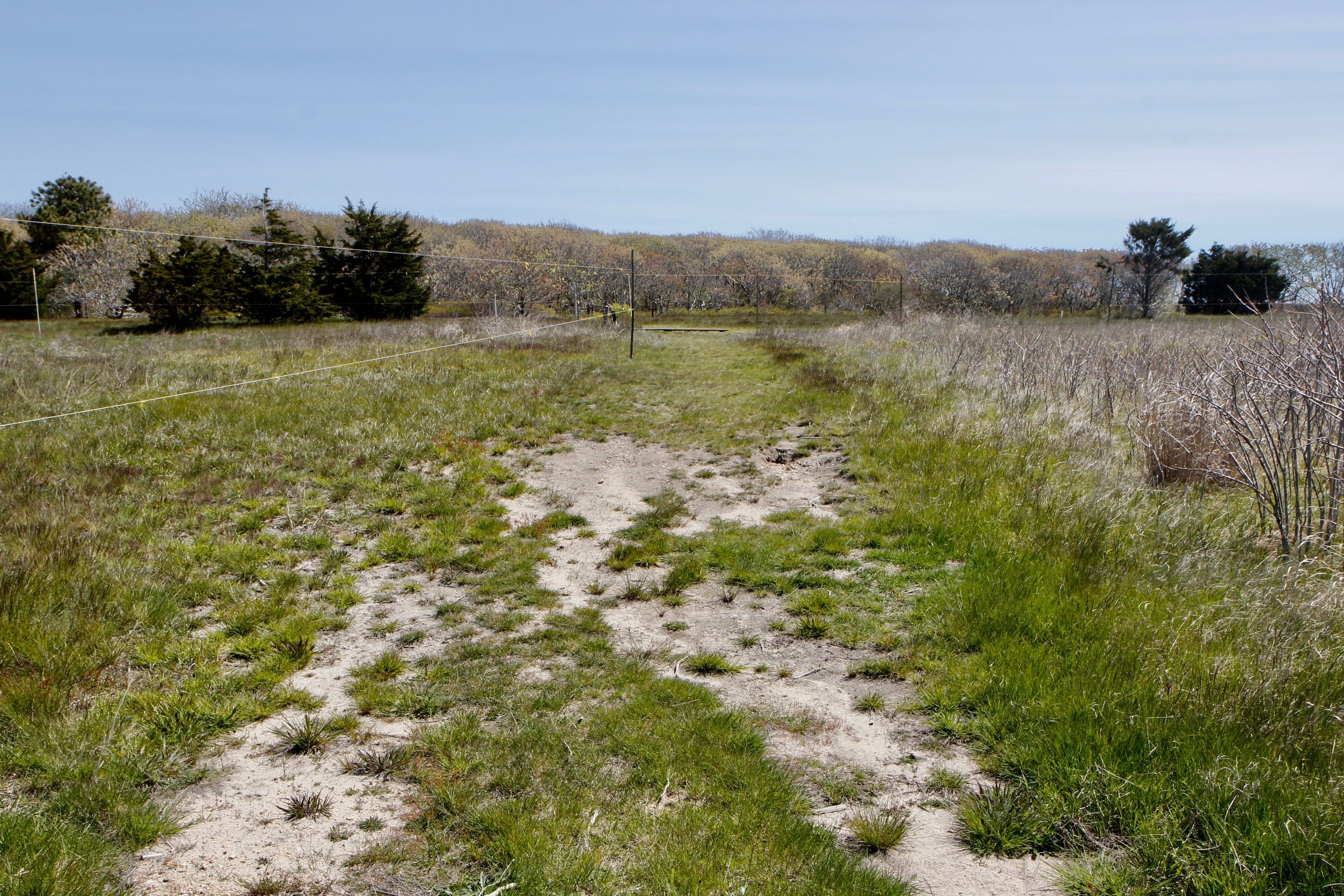 grassy dirt path