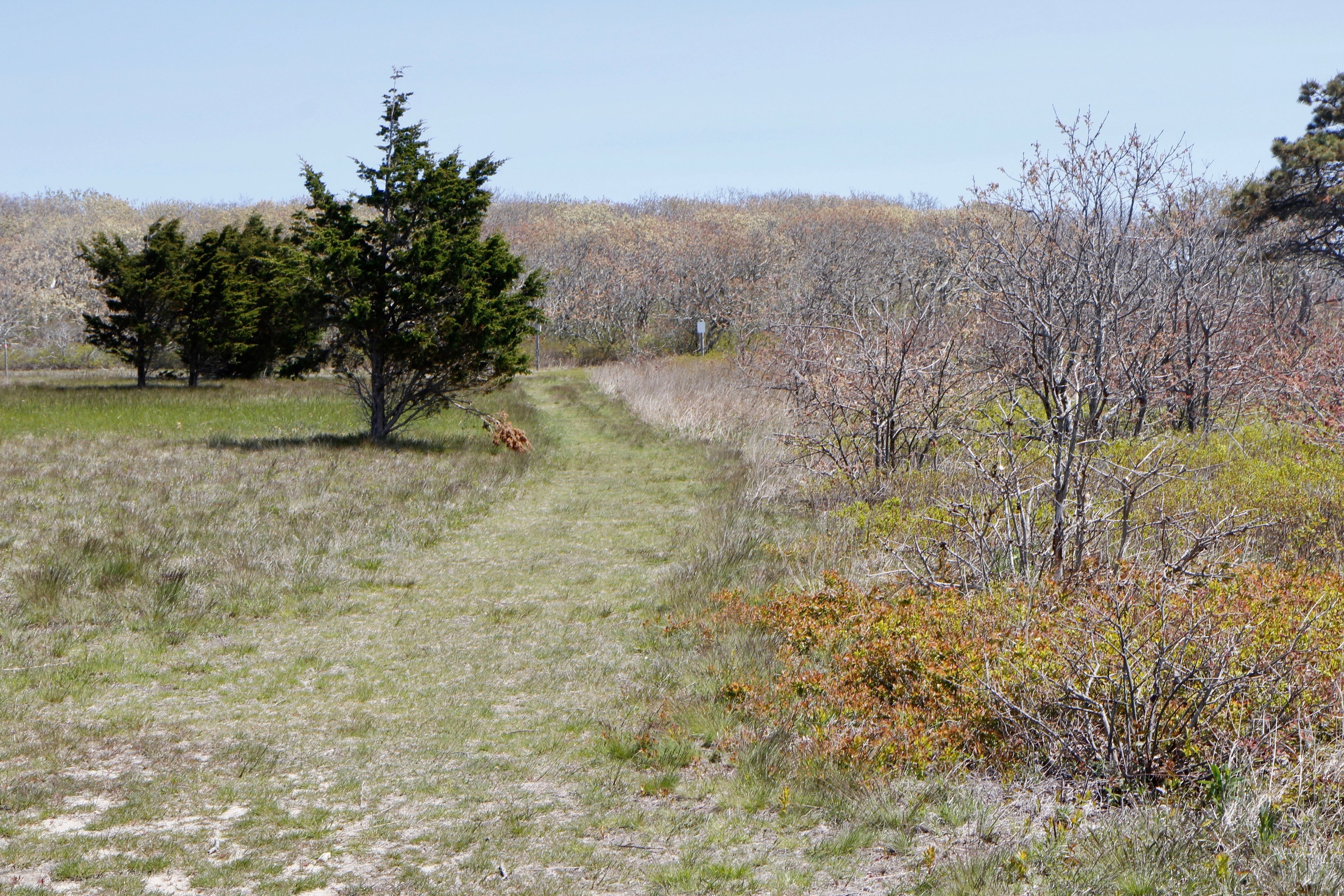 grassy trail