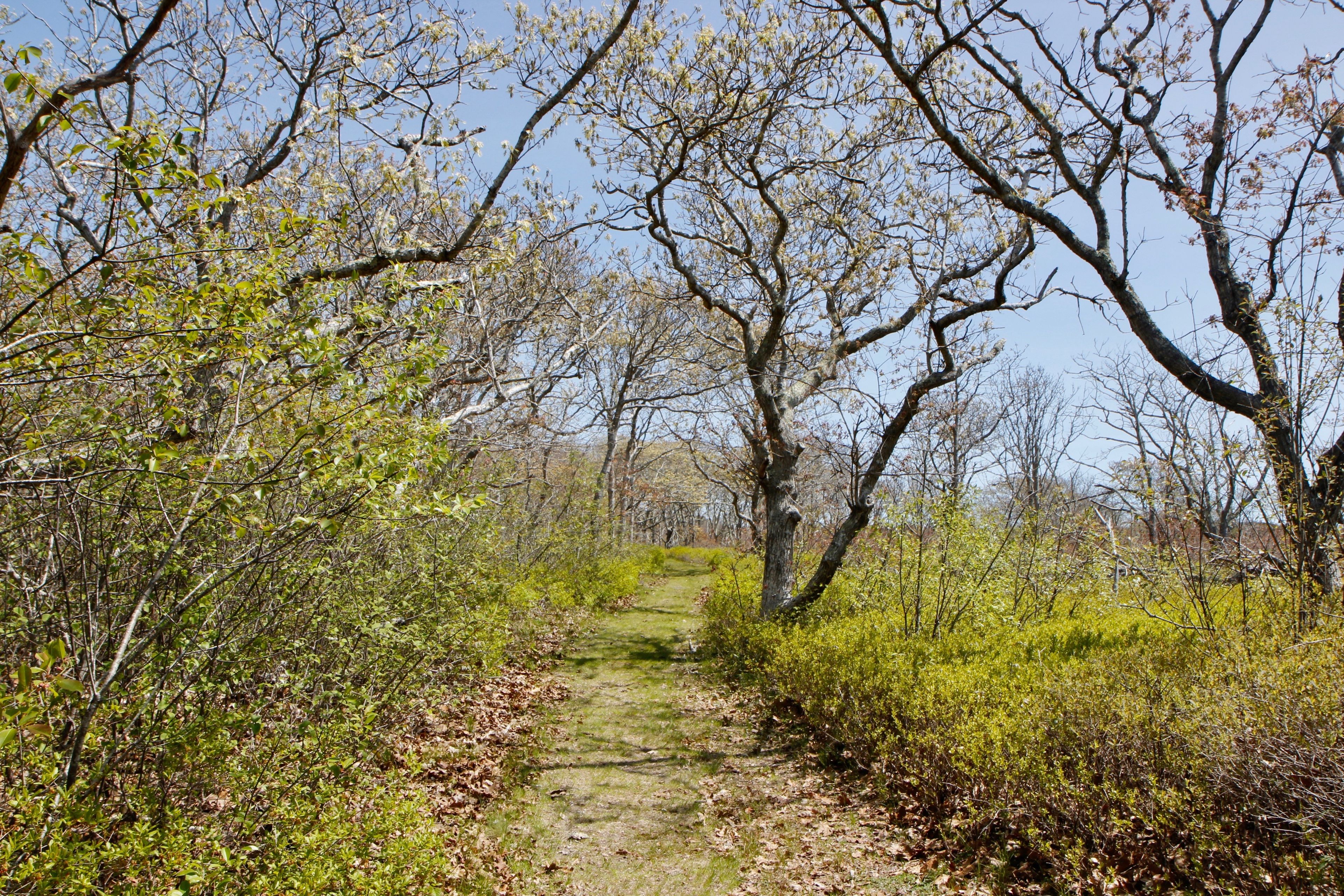 spring view of grassy trail