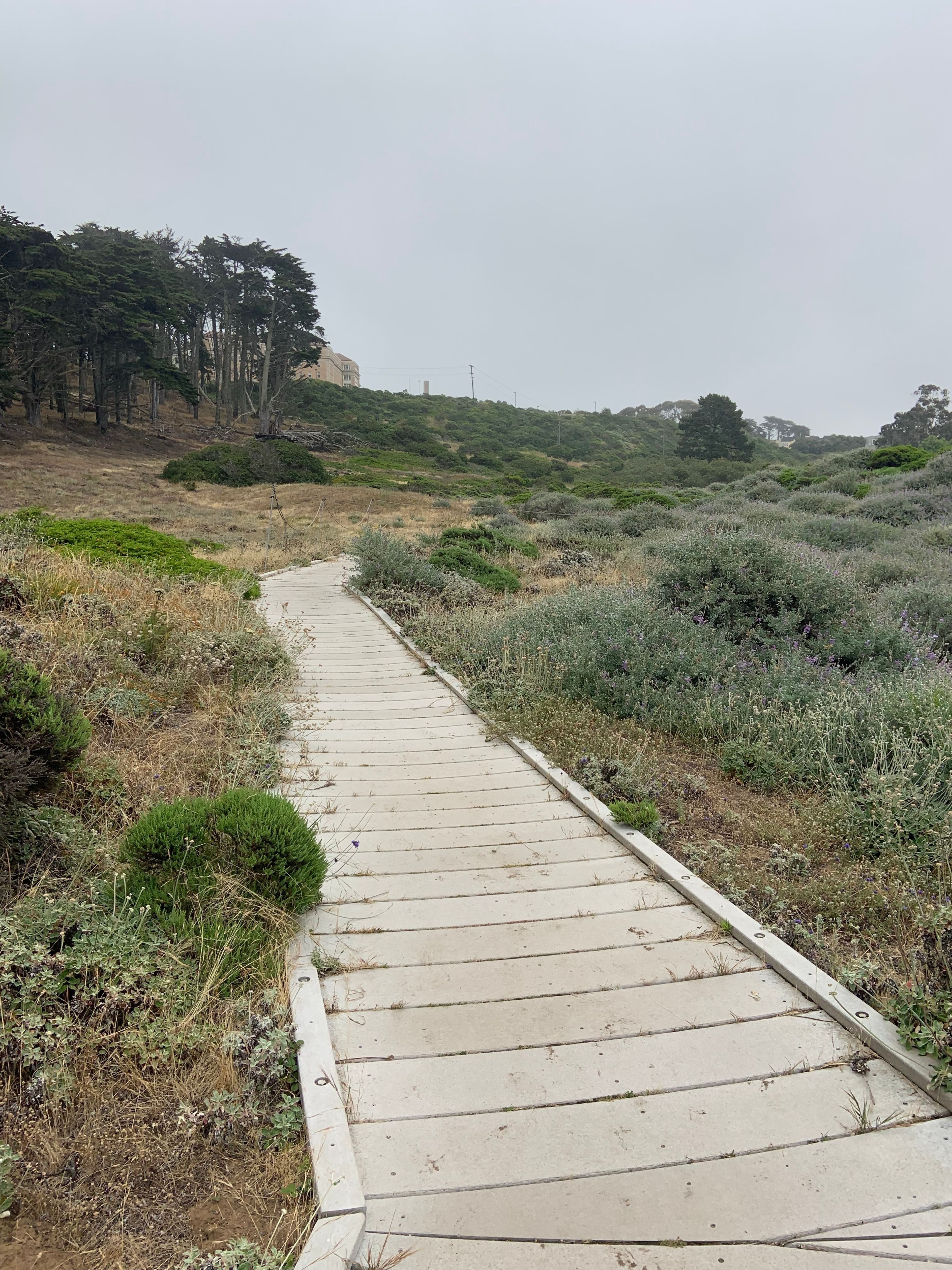 Lobos Creek Dunes Boardwalk trail in the Presidio (part of Crosstown Trail section 5 walking route).